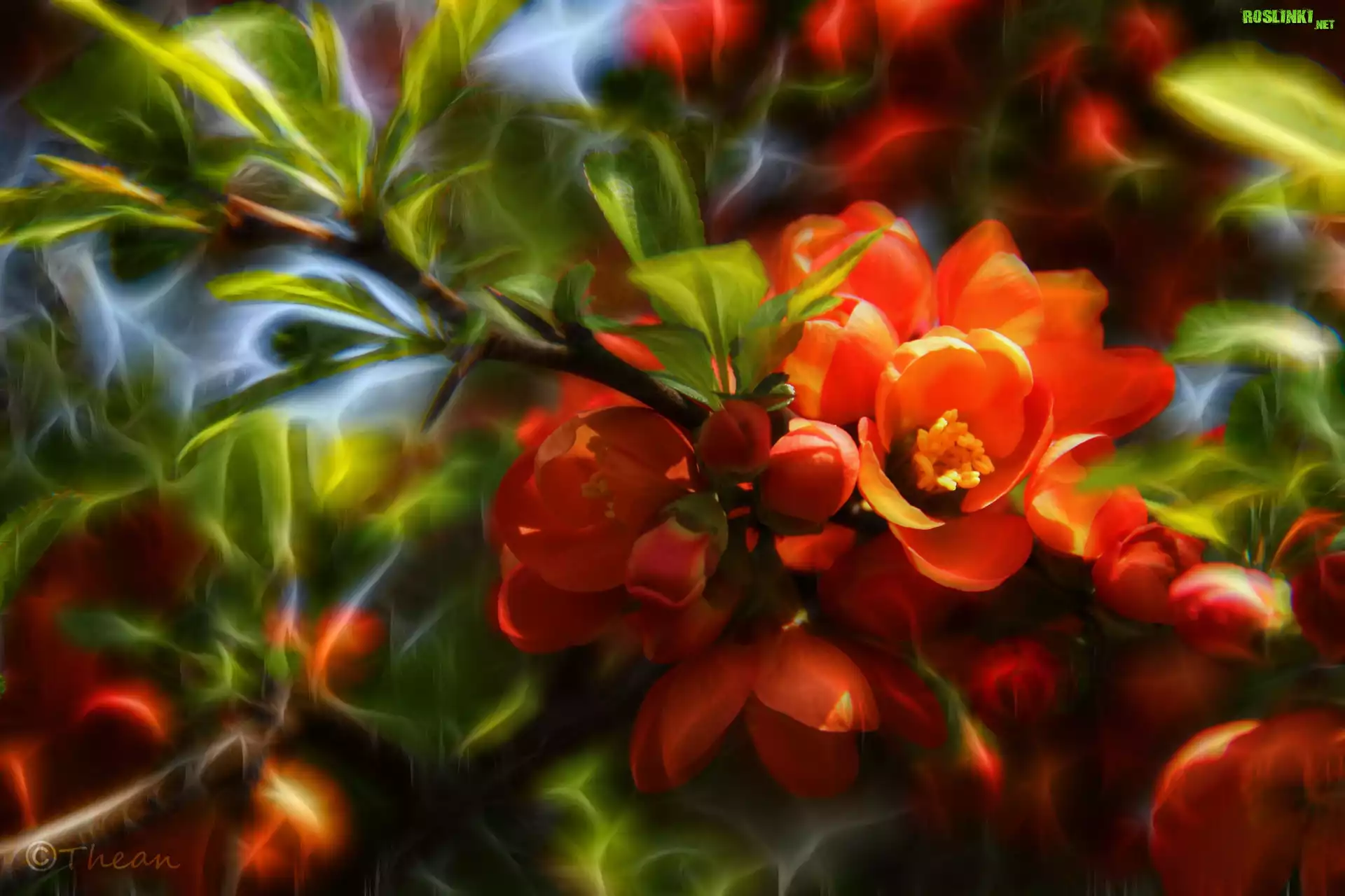 Pigwa, Czerwone, Kwiaty, Krzew, Fractalius