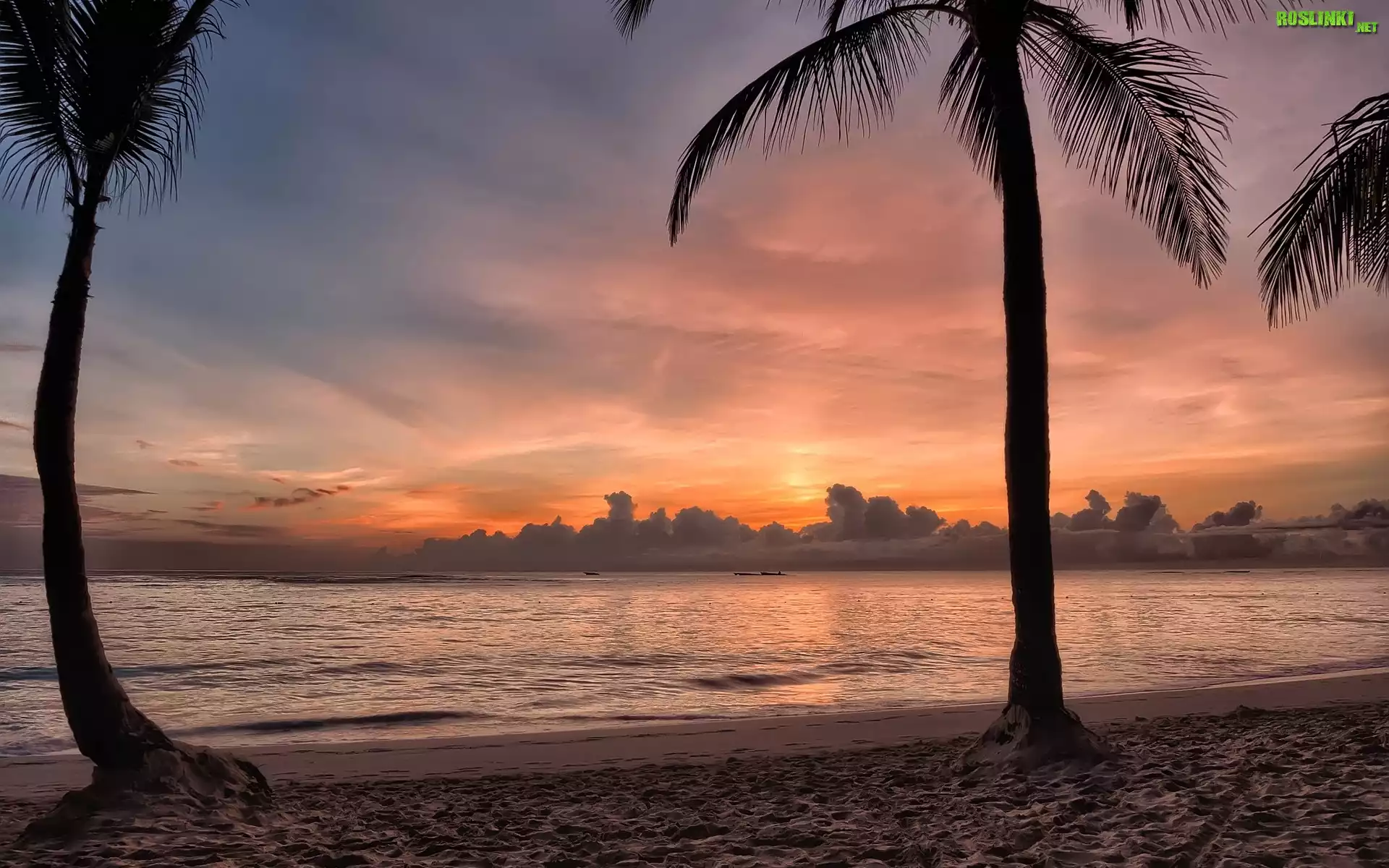 Kurort, Plaża, Palmy, Tropiki, Punta Cana, Bavaro, Dominikana