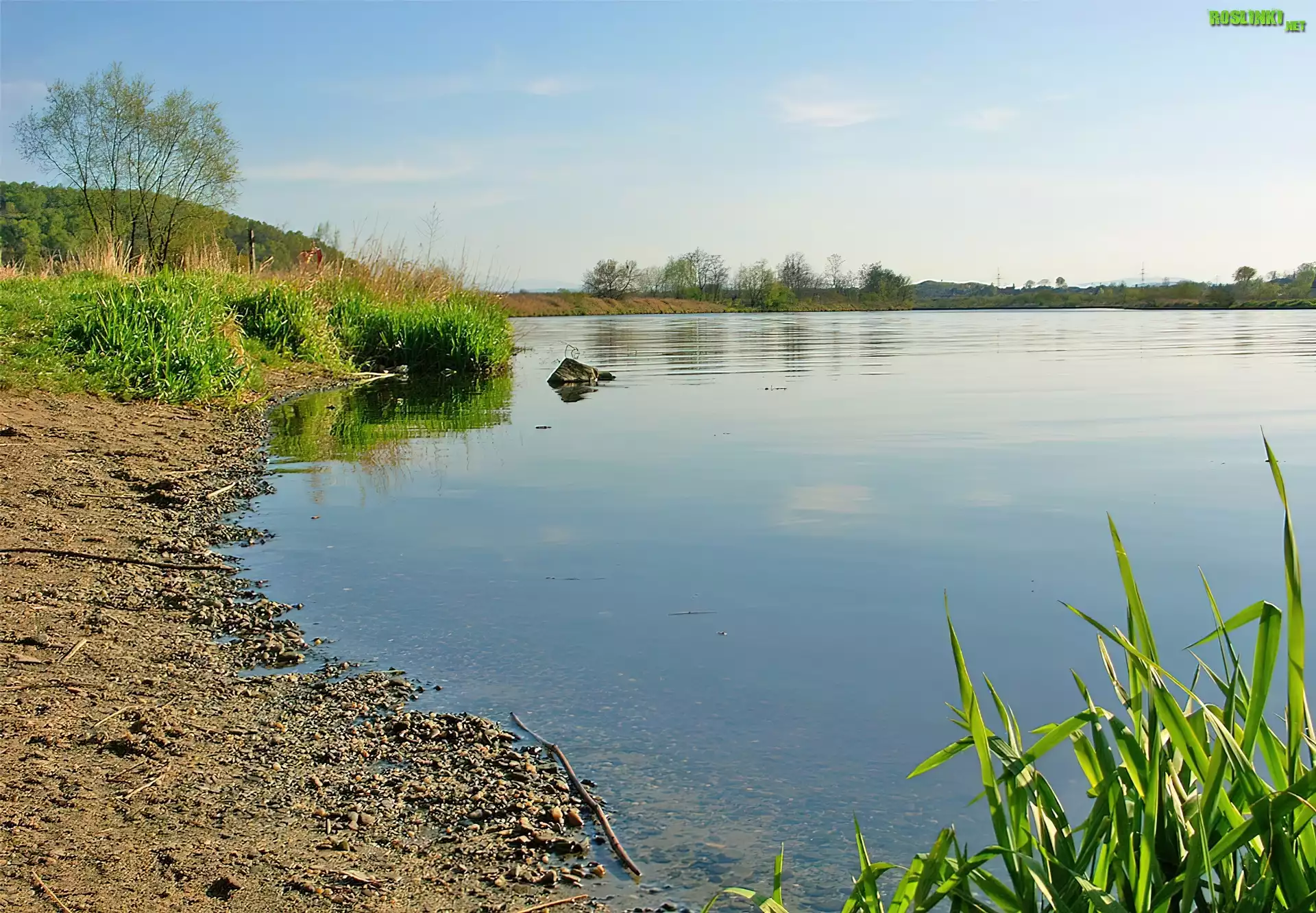 Jezioro, Plaża, Drzewa