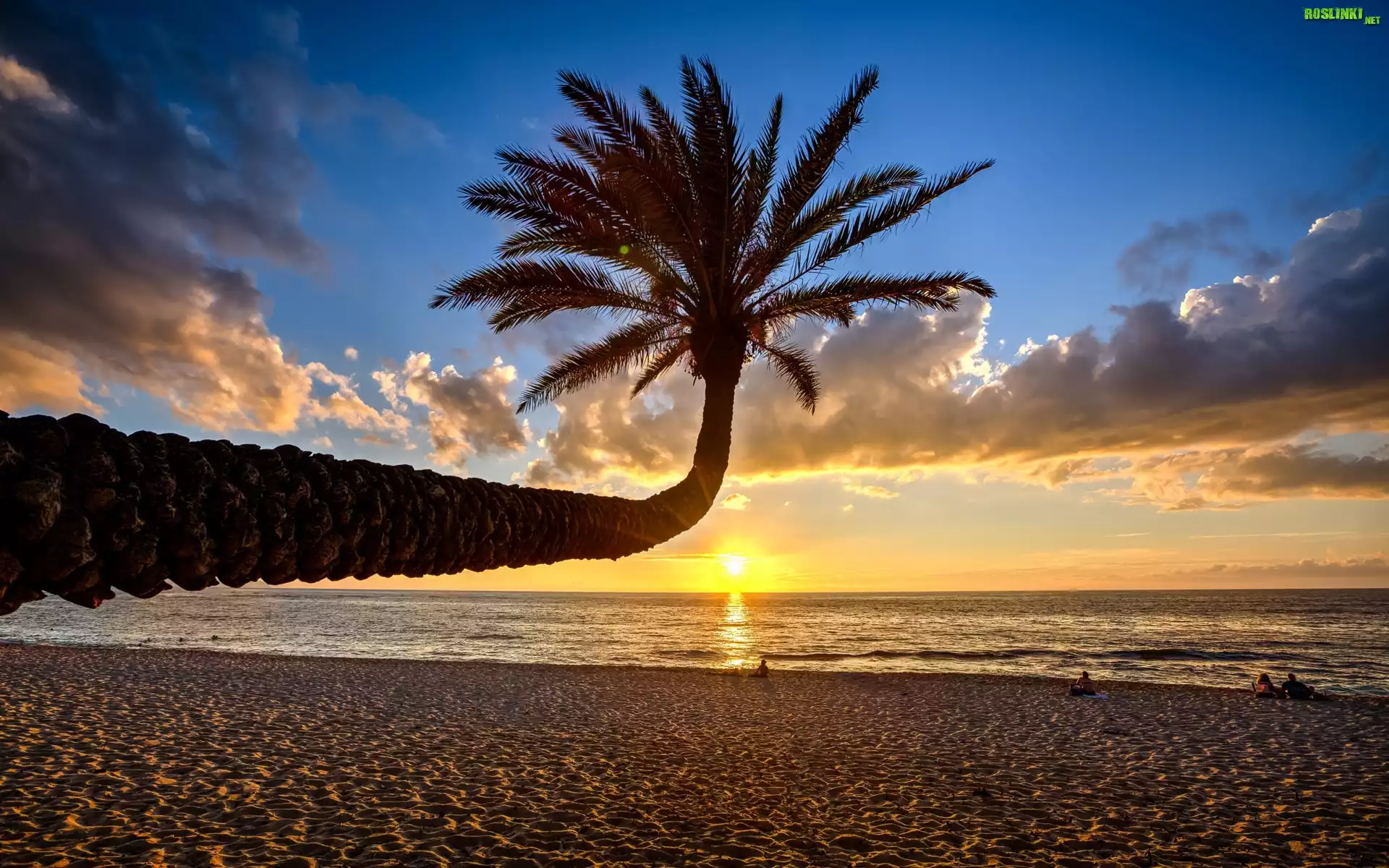 Plaża, Morze, Zachód Słońca, Palma, Chmury
