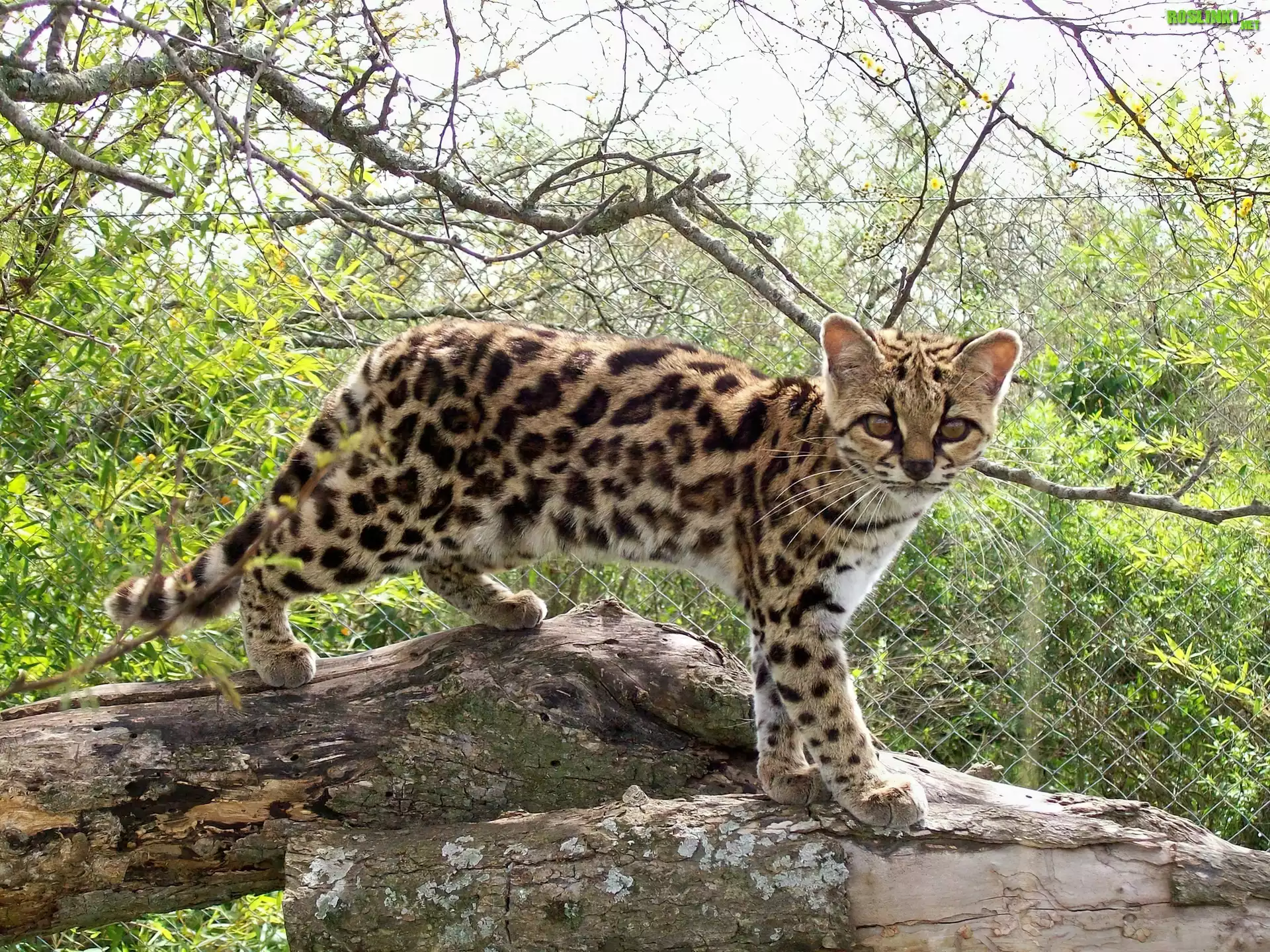 Margay, Pnie, Drzewa