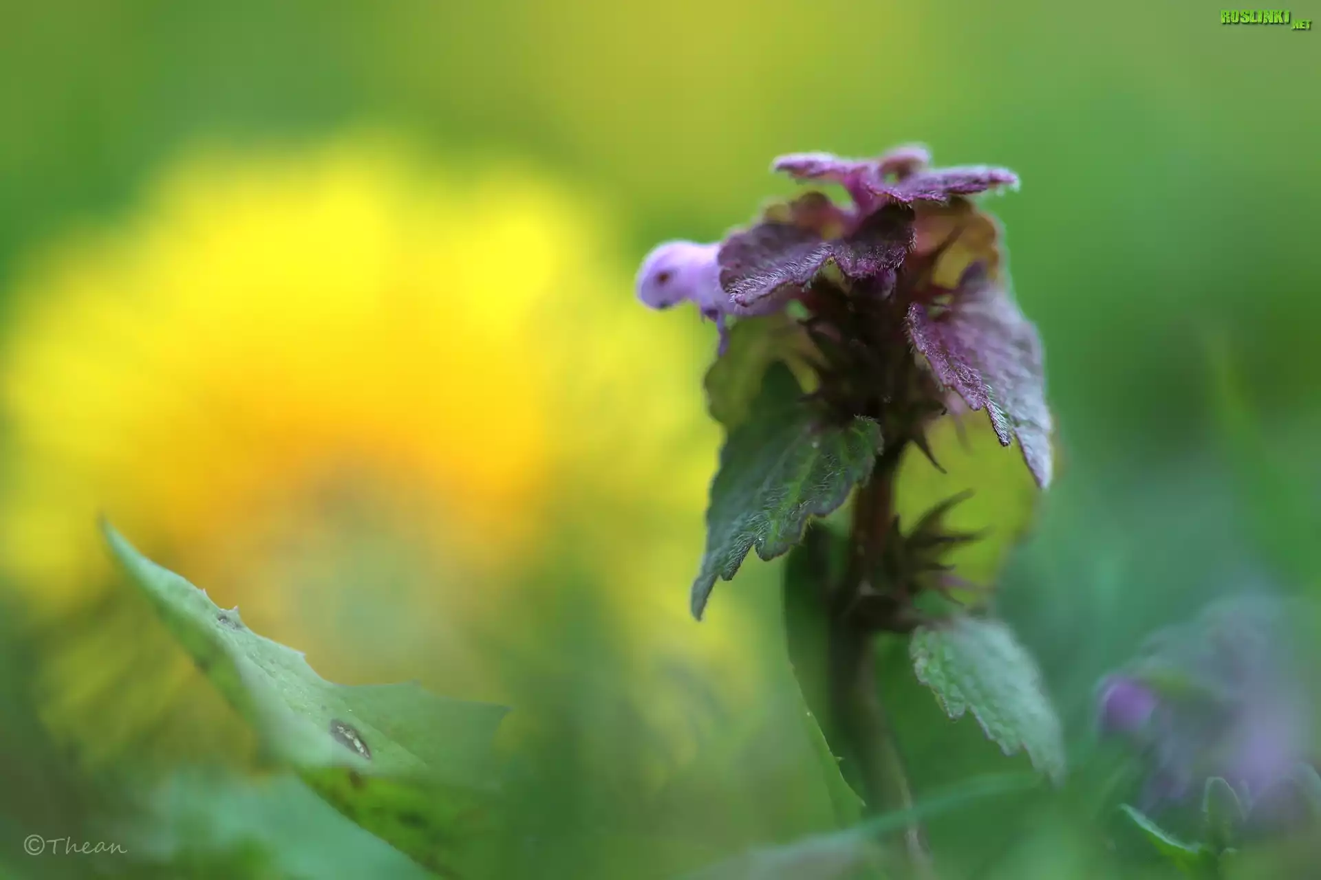 Wiosna, Jasnota purpurowa