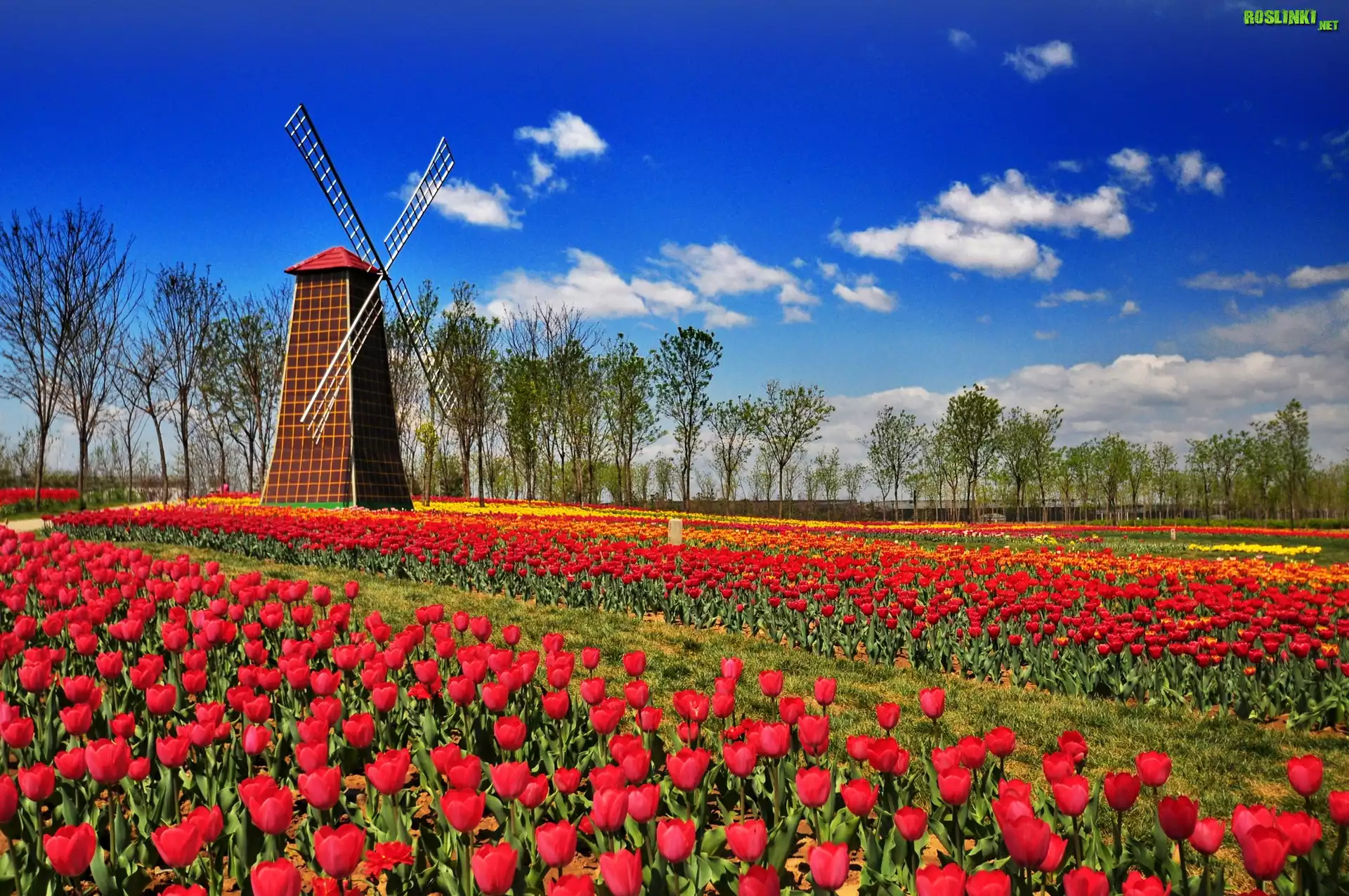 Połacie, Czerwonych, Tulipanów, Wiatrak
