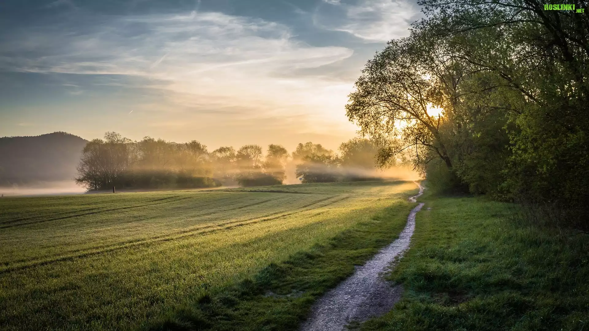 Pole, Droga, Drzewa, Wschód słońca, Mgła