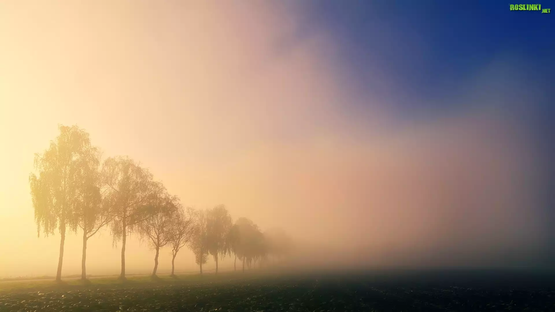 Pole, Drzewa, Światło, Mgła