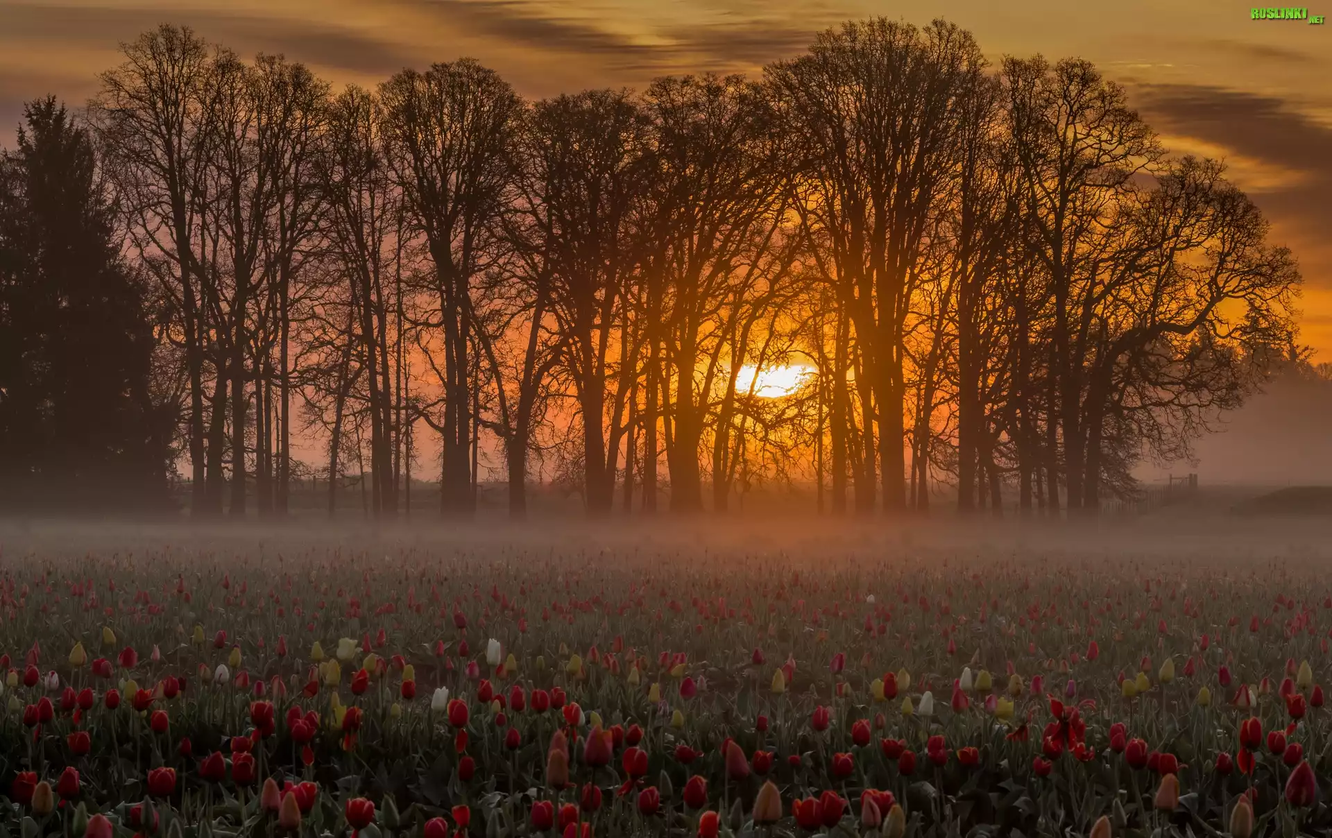 Pole, Tulipany, Drzewa, Mgła, Zachód, Słońca