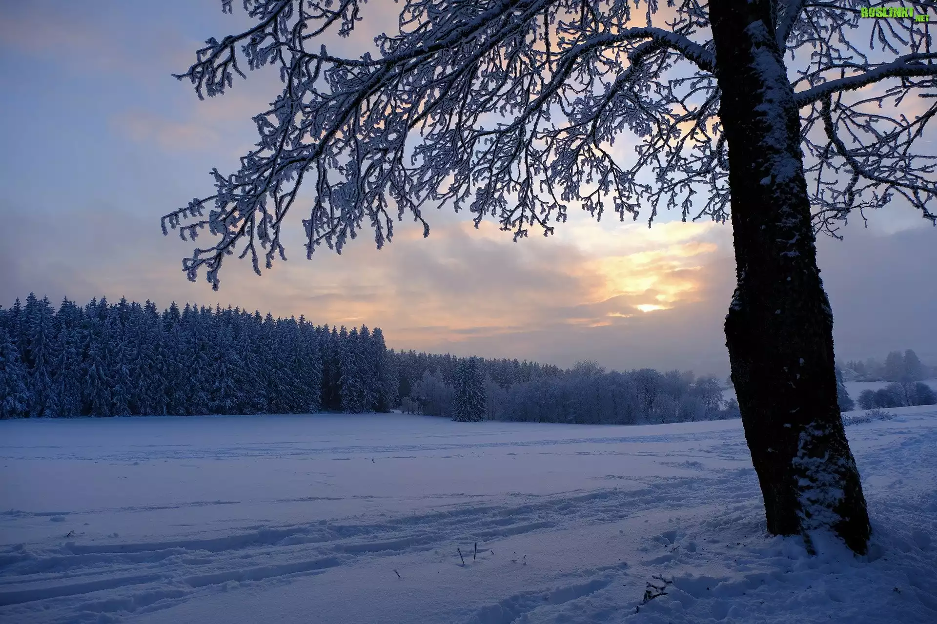 Zima, Pole, Las, Drzewo, Śnieg, Zachód słońca