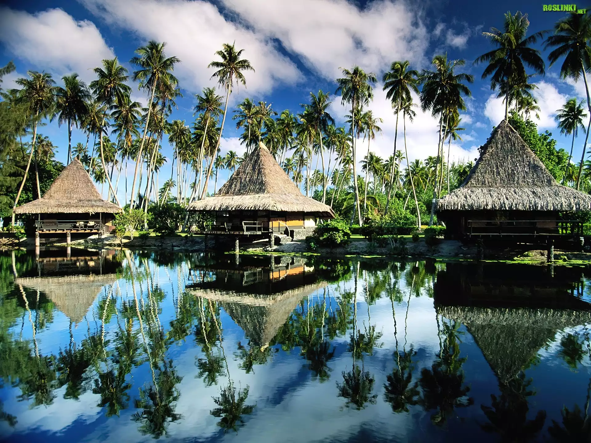 Polinezja Francuska, Wyspa Moorea, Domki, Palmy