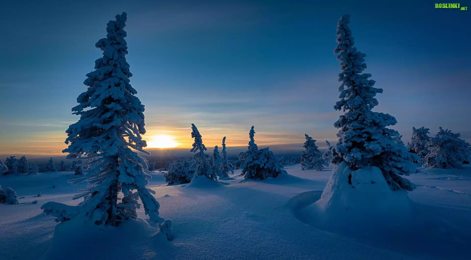 Finlandia, Region Laponia, Gmina Posio, Park Narodowy Riisitunturi, Zima, Zachód słońca, Ośnieżone, Drzewa, Świerki