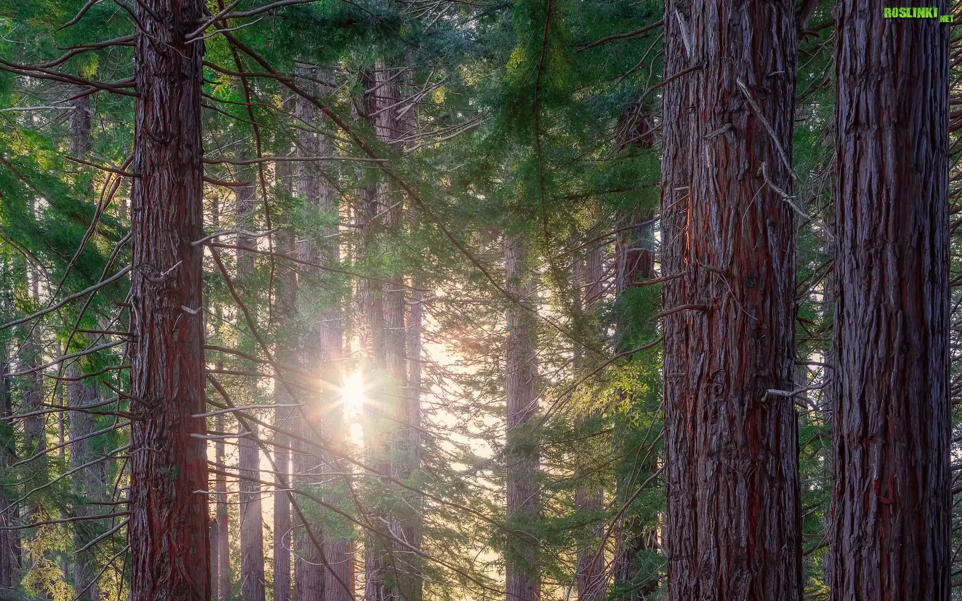 Las, Drzewa, Sekwoje kalifornijskie, Promienie słońca, Te Mata Park, Region Hawkes Bay, Nowa Zelandia