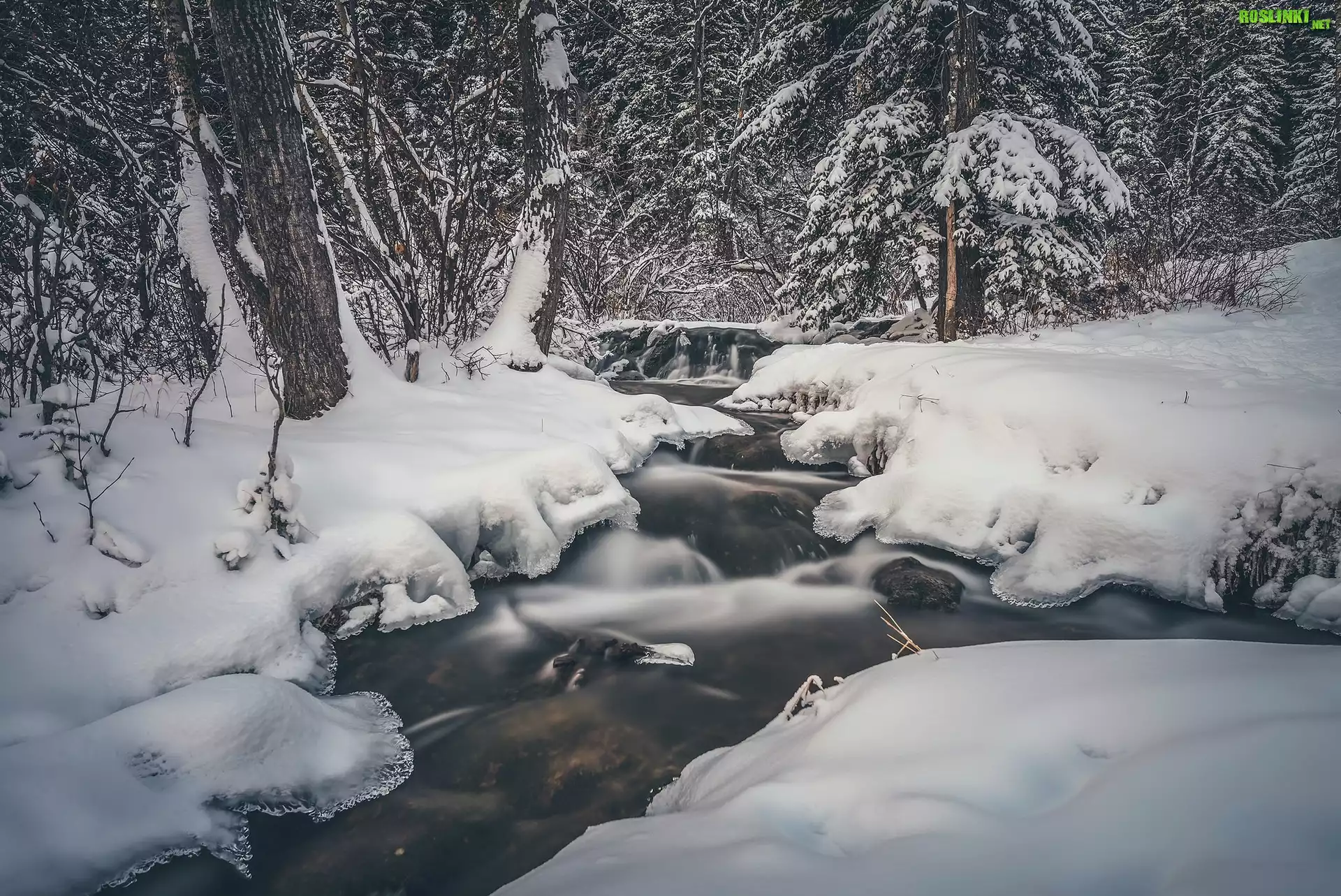 Kanada, Prowincja Alberta, Park Prowincjonalny Big Hill Springs, Las, Strumień, Zima, Śnieg, Drzewa, Rzeka