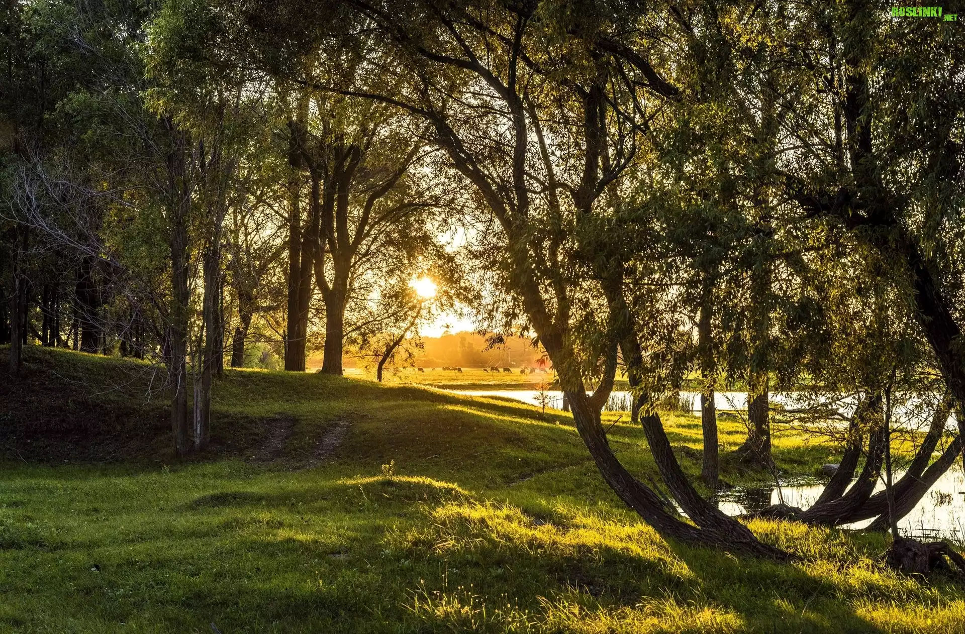 Łąka, Drzewa, Jezioro, Przebijające, Światło