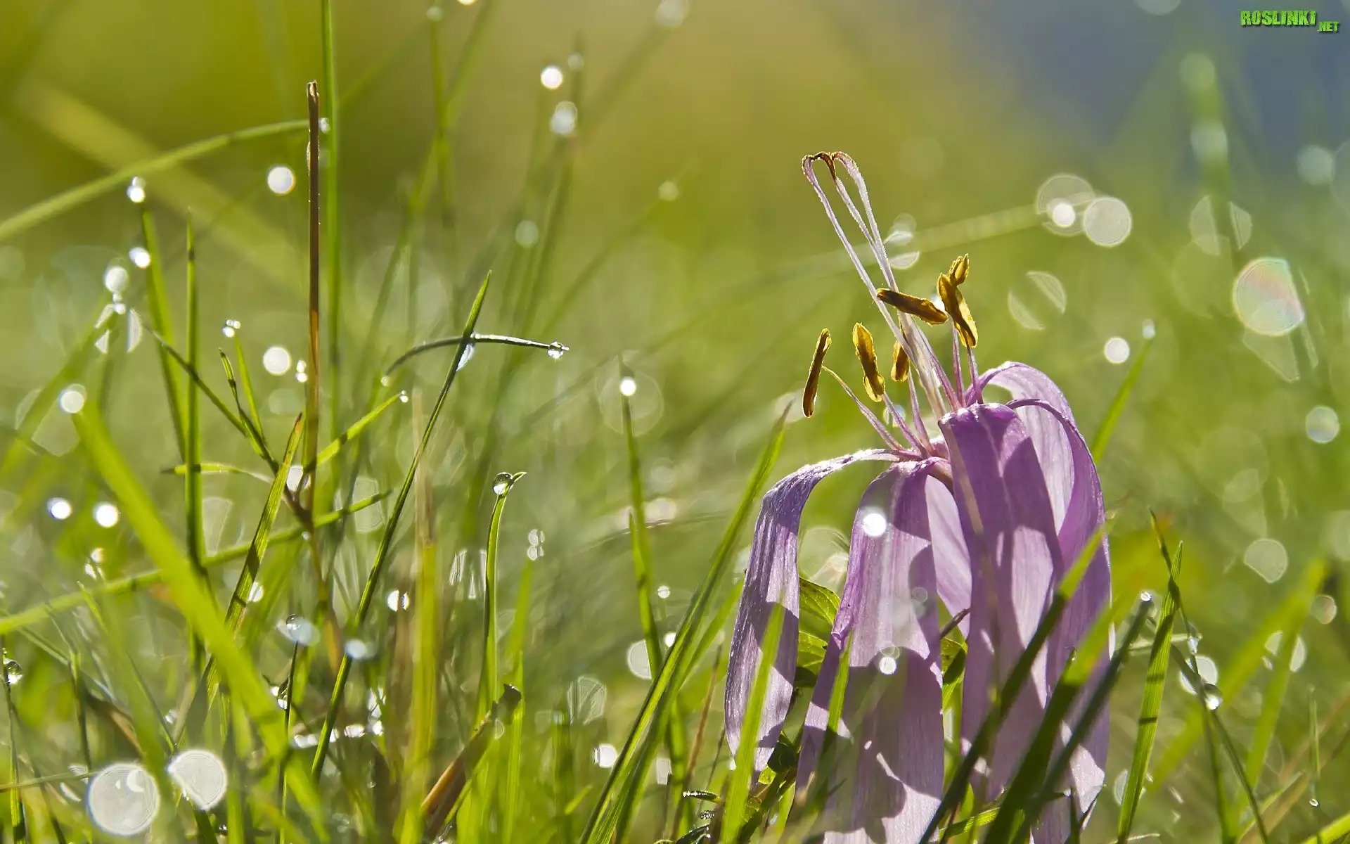 Przekwitnięty, Krokus, Trawa, Krople, Wody