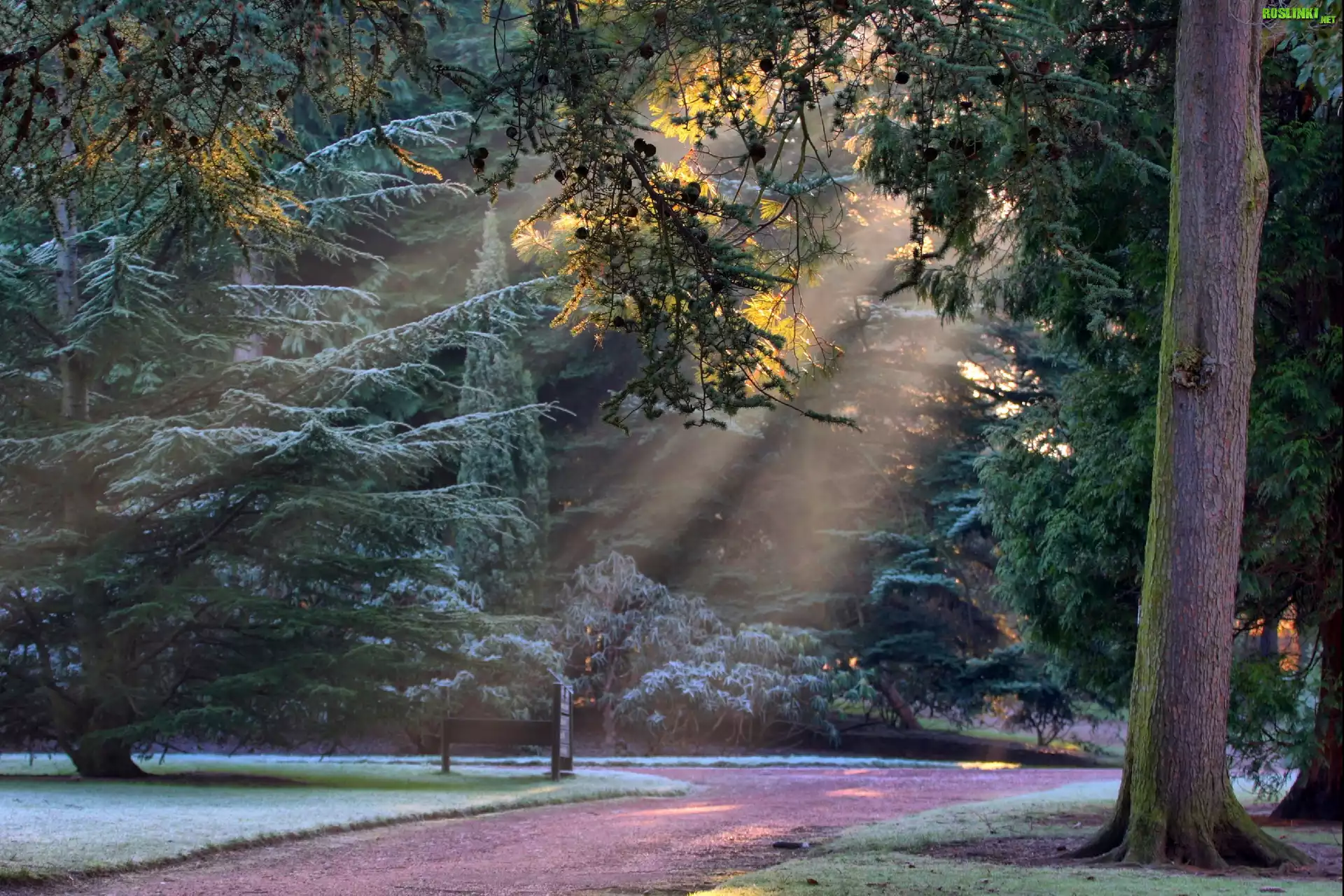 Prześwitujące, Promienie Słońca, Park, Alejka