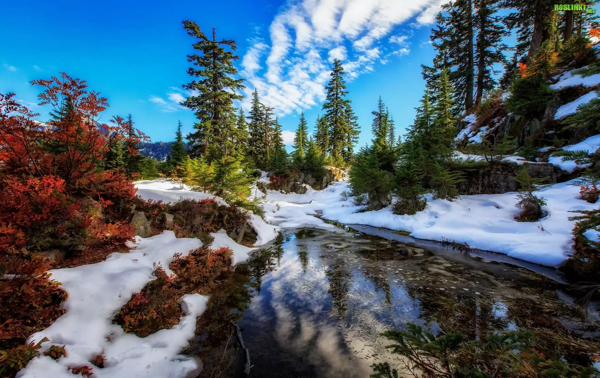Stany Zjednoczone, Stan Waszyngton, Rezerwat przyrody Alpine Lakes Wilderness, Jezioro, Zima, Åšwierki