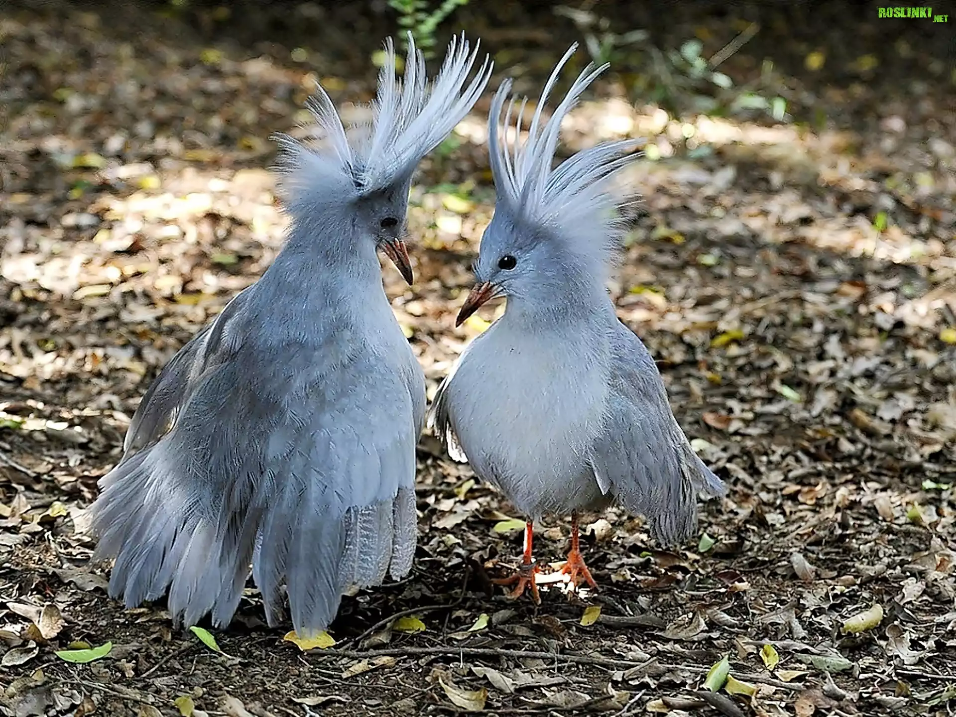 Ptaki, Kagu, Nowa, Kaledonia