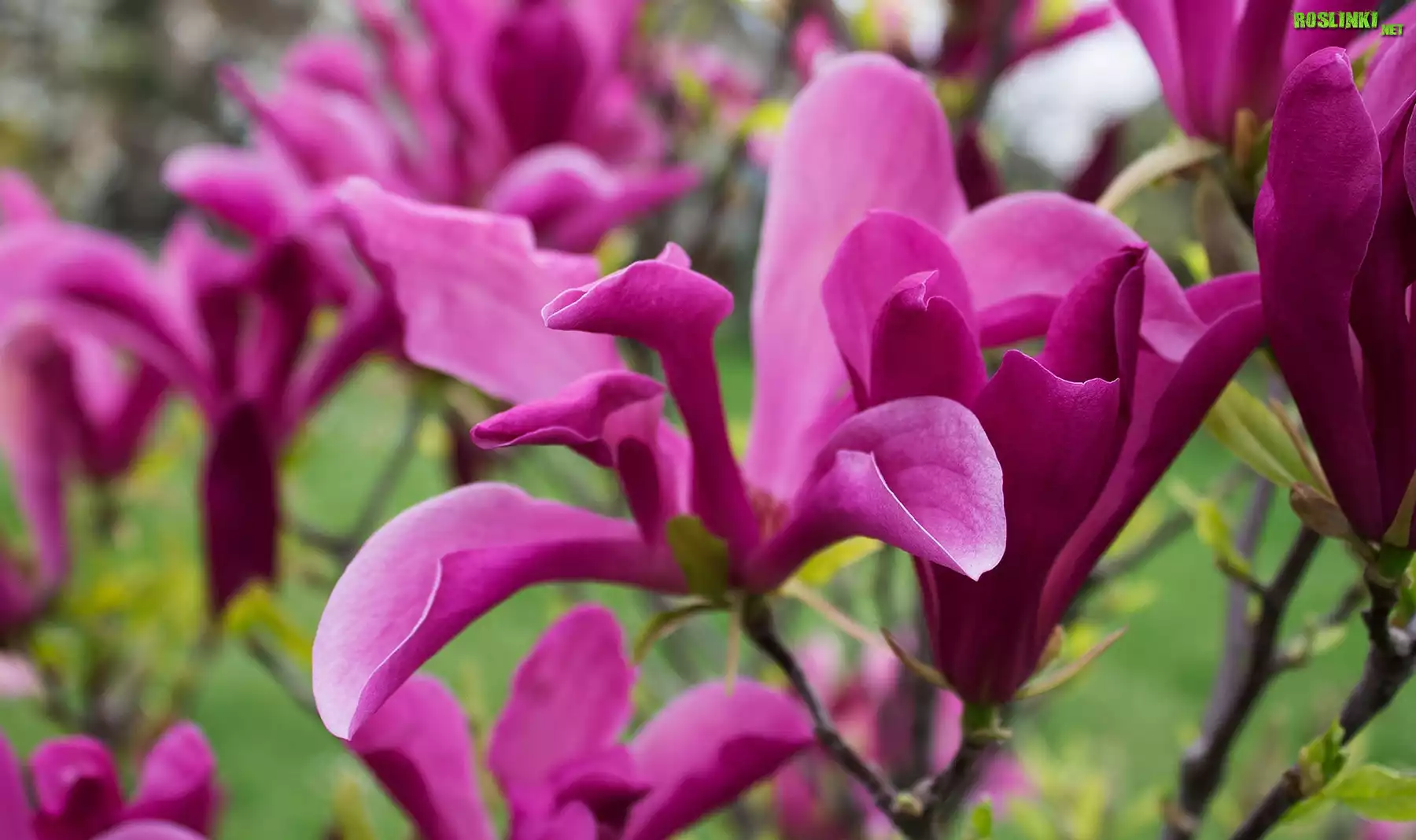 Purpurowa, Magnolia