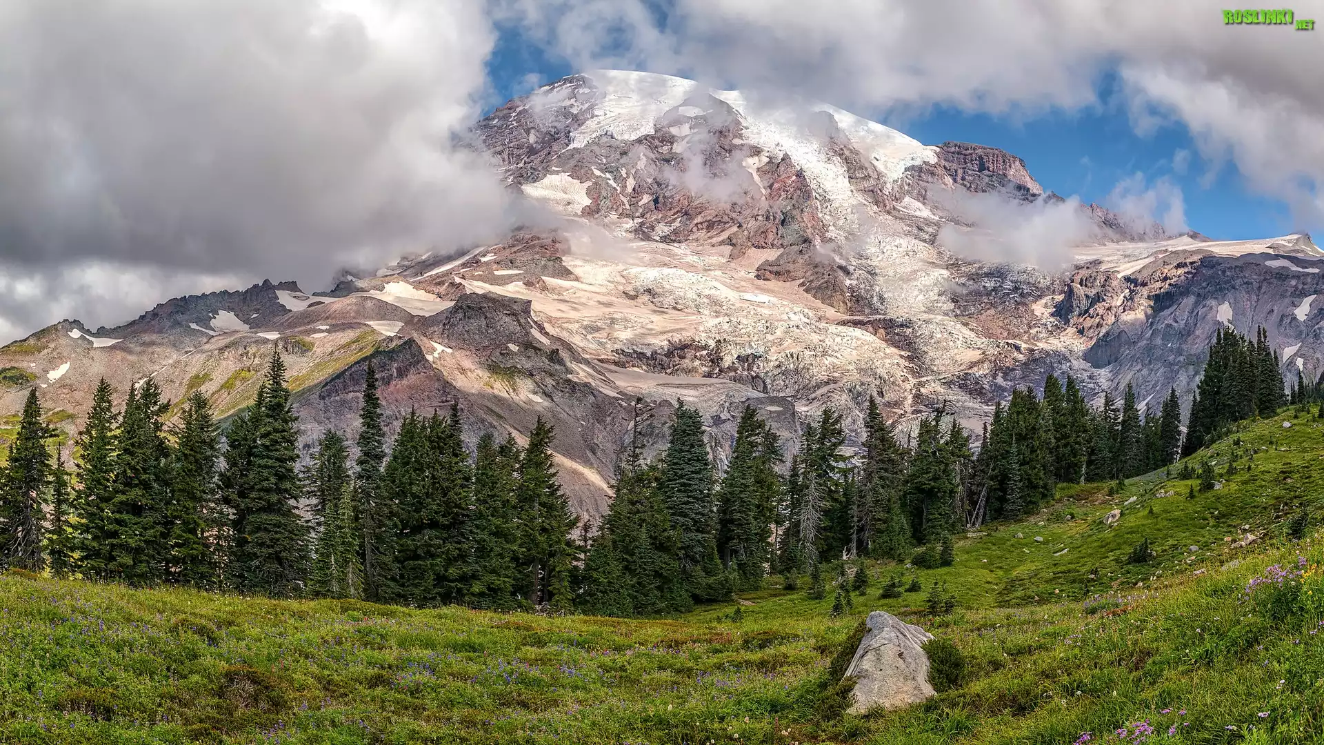 Park Narodowy Mount Rainier, Góra, Szczyt, Mount Rainier, Stan Waszyngton, Stany Zjednoczone, Drzewa