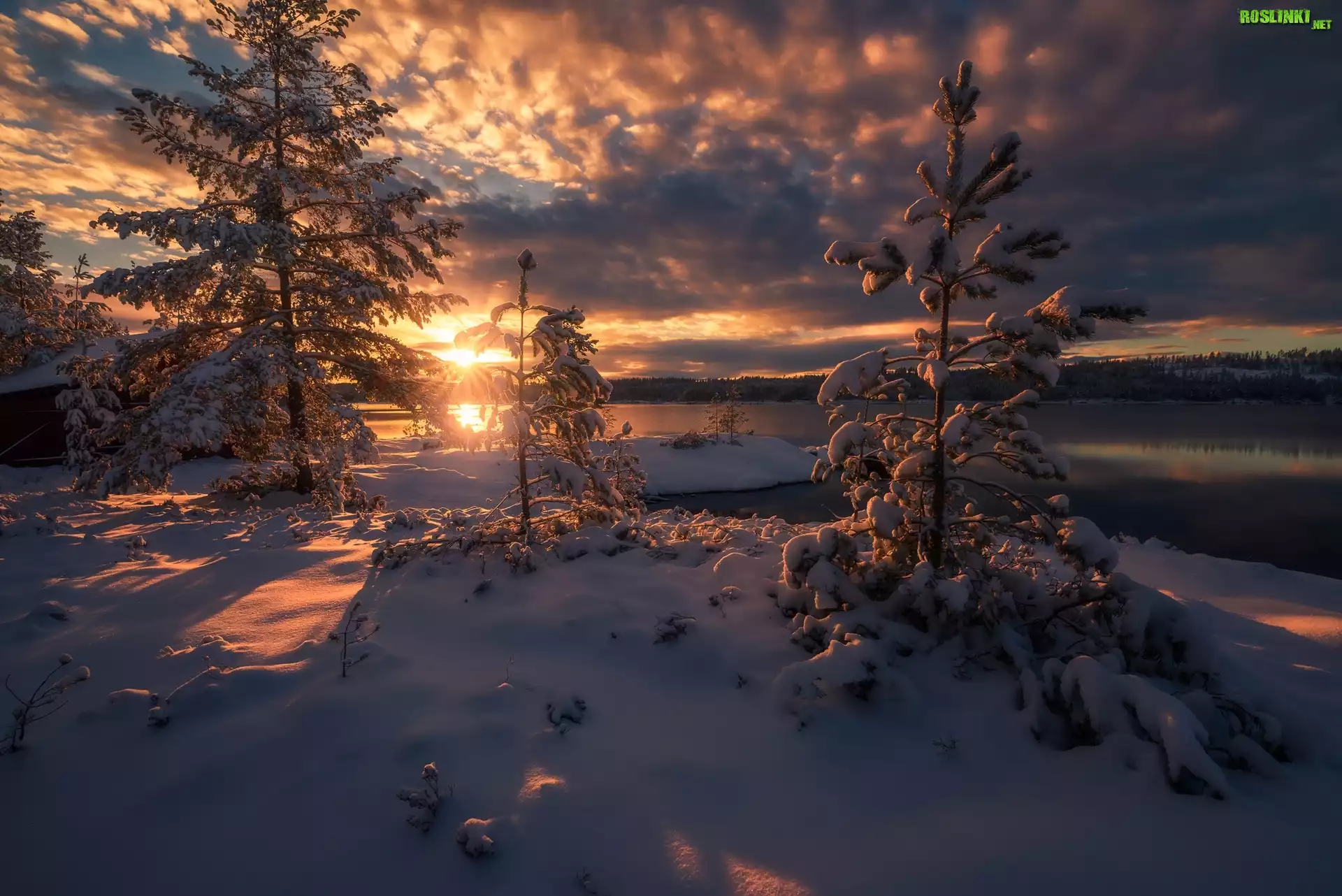 Norwegia, Ringerike, Zima, Jezioro, Drzewa, Wschód słońca, Chmury