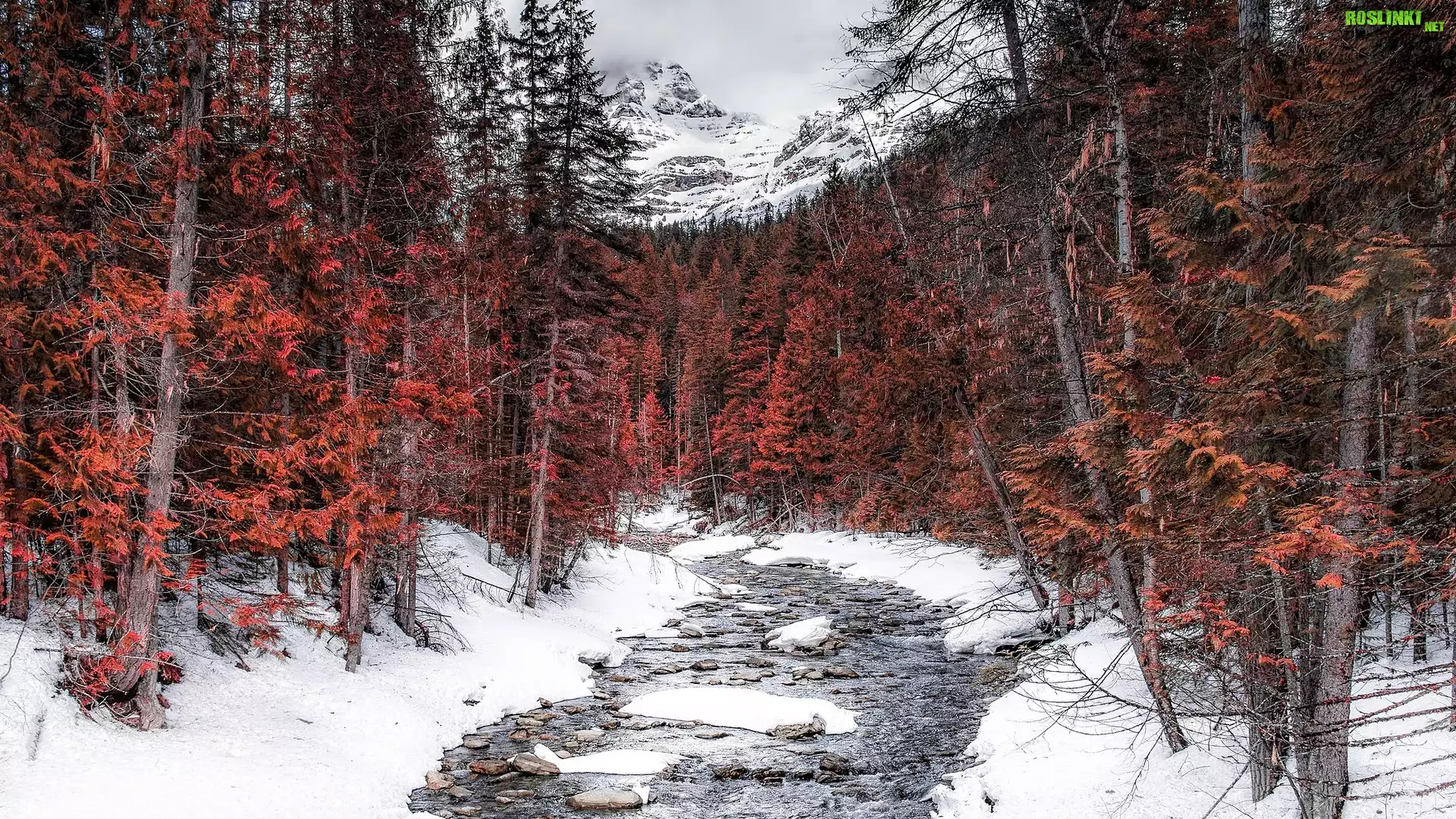 Zima, Las, Brązowe, Drzewa, Góry, Canadian Rockies, Rzeka, Robson River, Śnieg, Kolumbia Brytyjska, Kanada