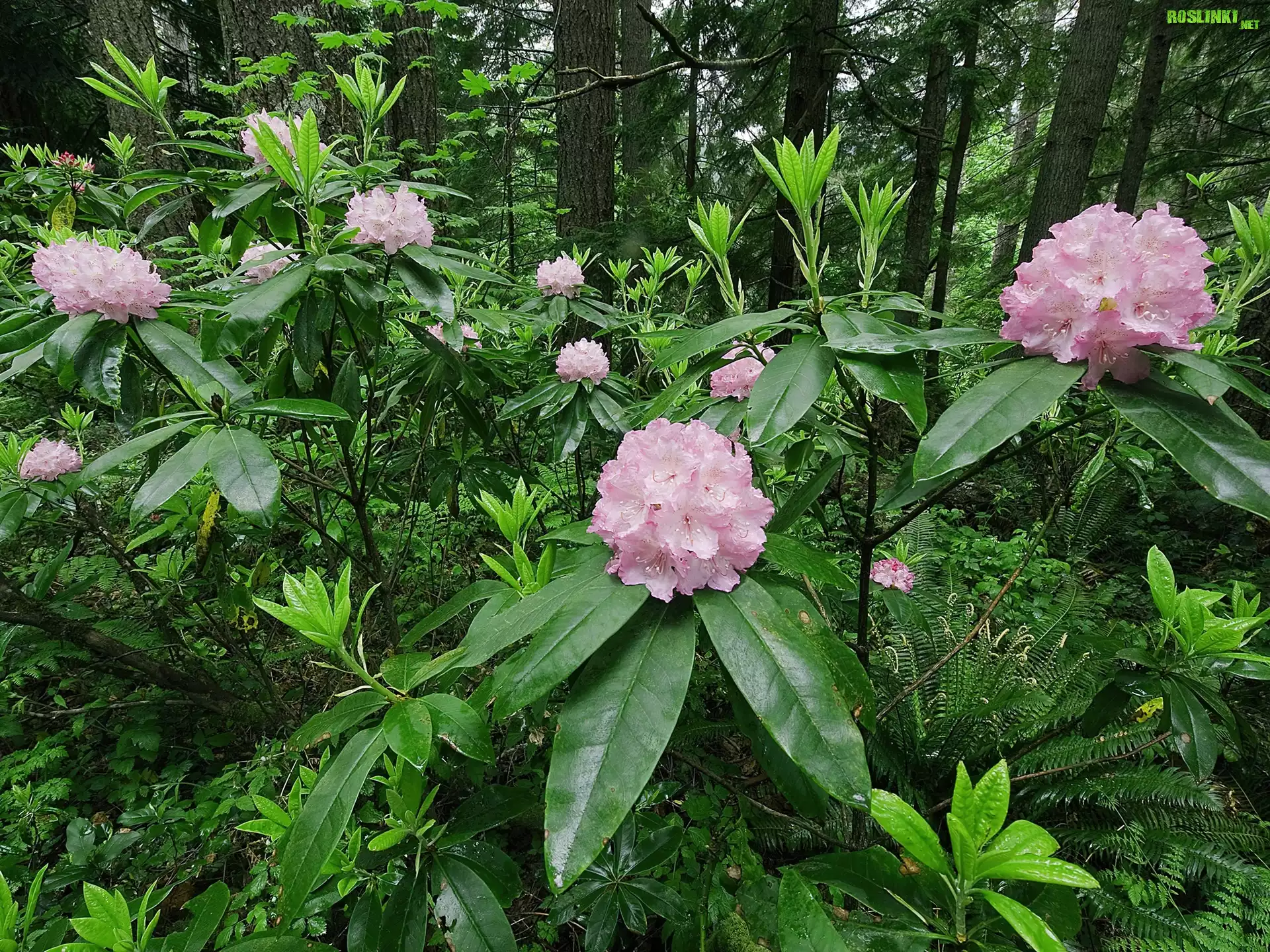 Rododendron, Las