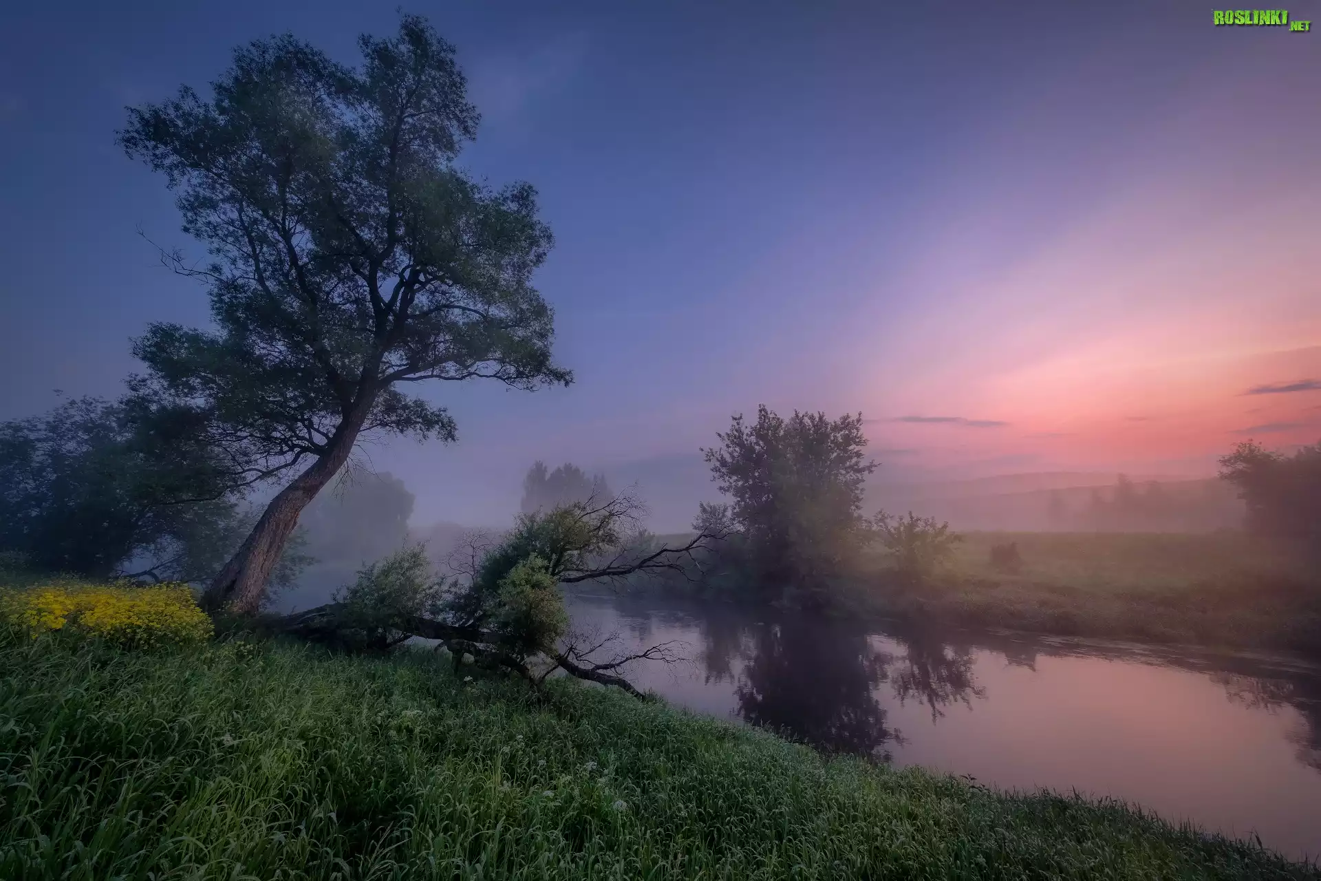 Rzeka Istra, Mgła, Drzewa, Wschód słońca, Obwód moskiewski, Rosja