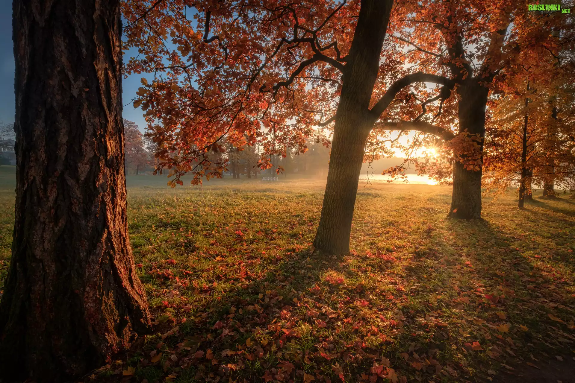 Jesień, Drzewa, Promienie słońca, Park, Carskie Sioło, Petersburg, Rosja