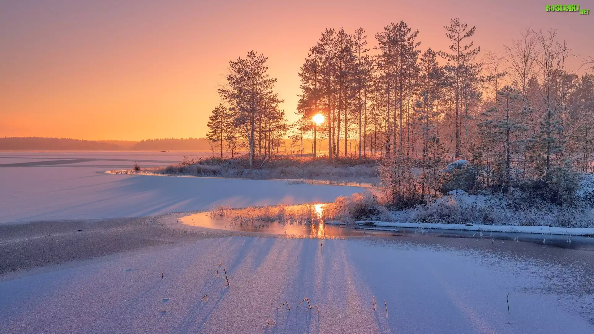 Wschód słońca, Zima, Drzewa, Rzeka Siegieża, Karelia, Rosja