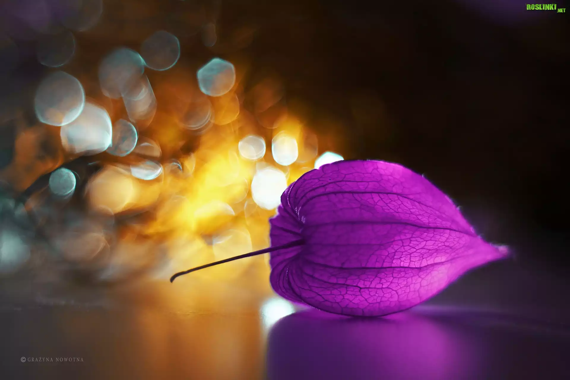 Miechunka, Roślina, Bokeh