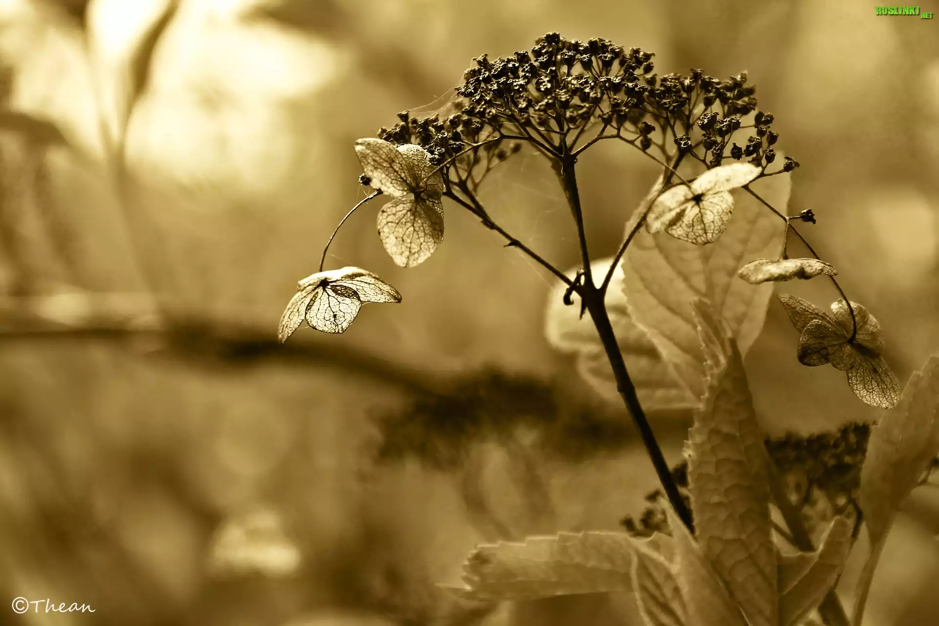 Sucha, Roślinka, Sepia