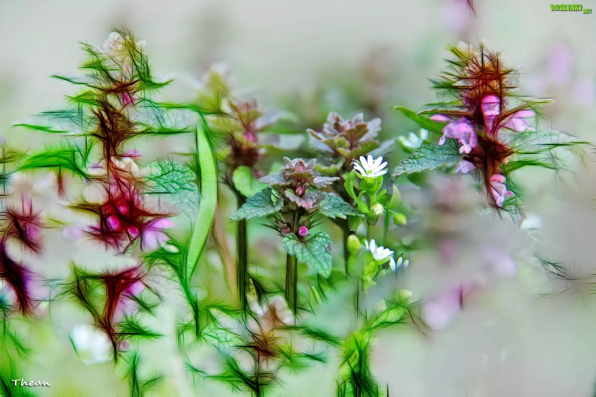 Roślinki, Fractalius