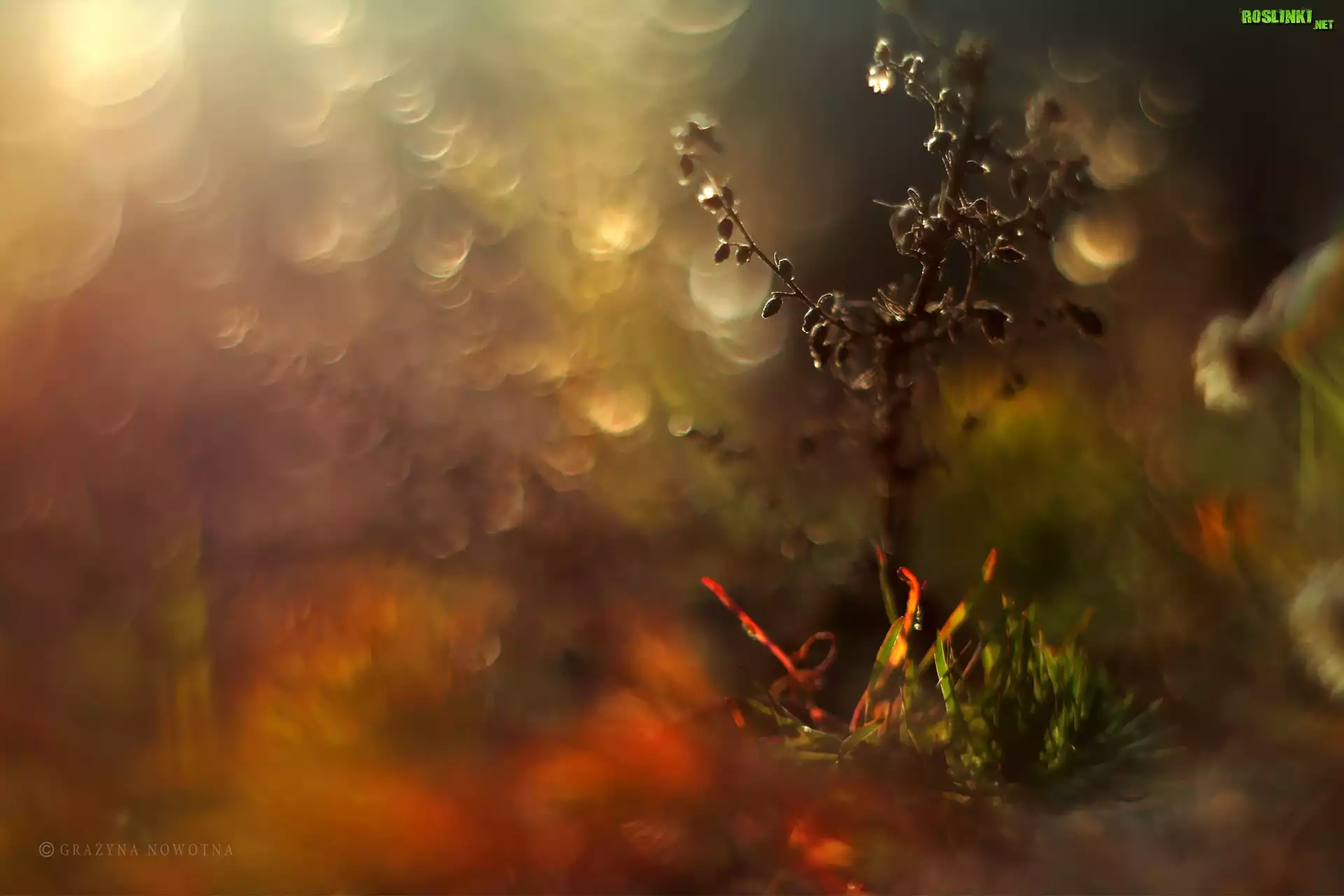 Rośliny, Wieczór, Łąka, Bokeh