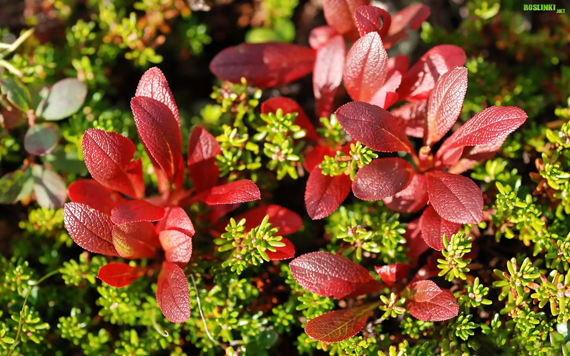 Rośliny, Berberys