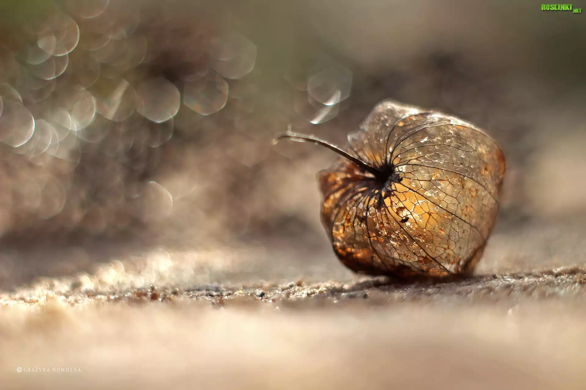 Miechunka Rozdęta, Bokeh