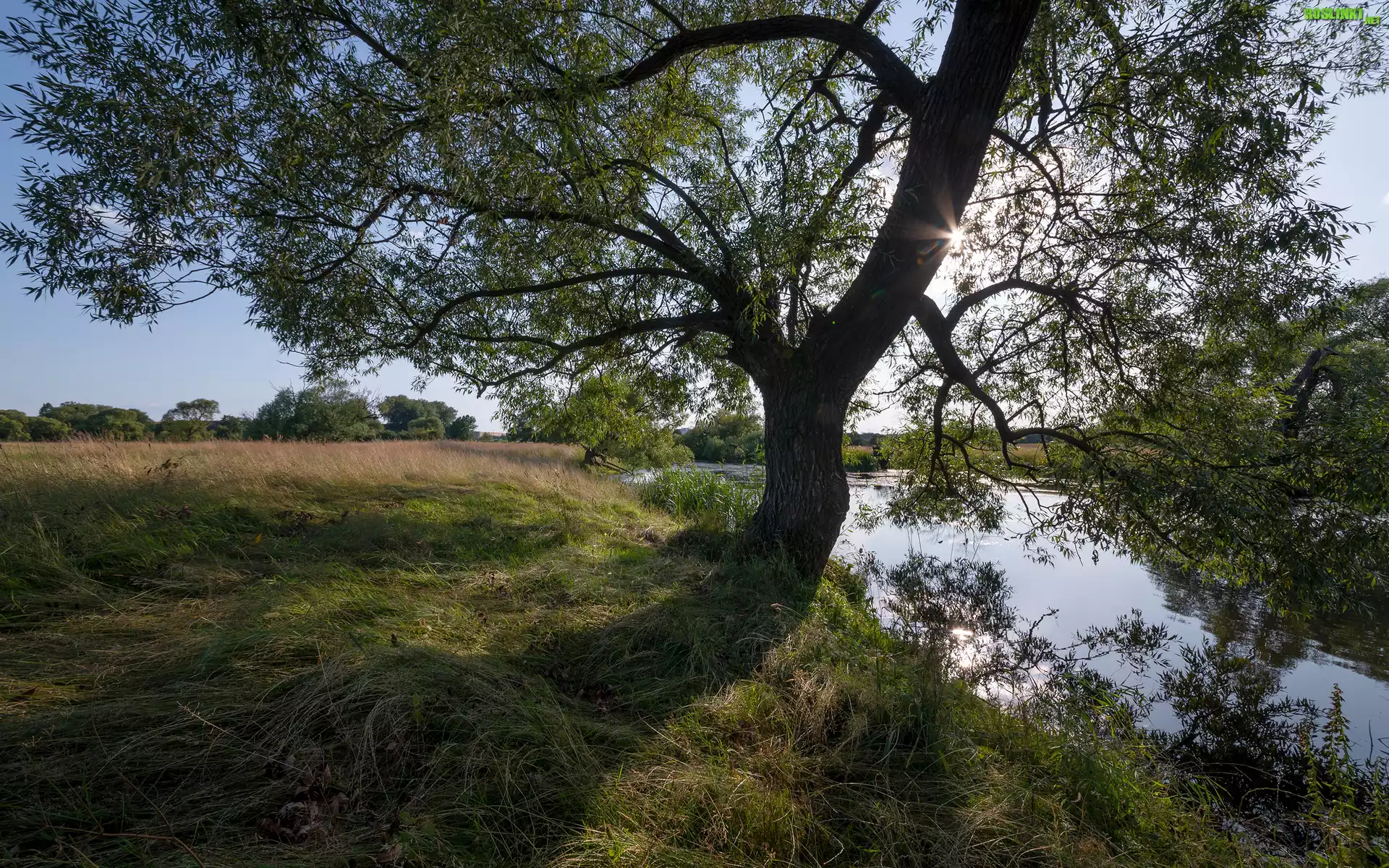 Rozłożyste, Drzewo, Rzeka, Trawa