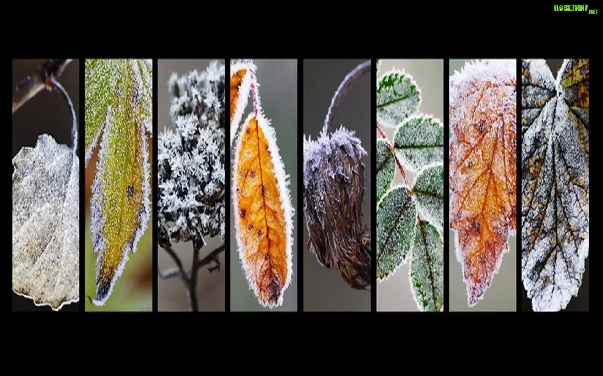 Różne, Zmrożone, Liście, Grafika