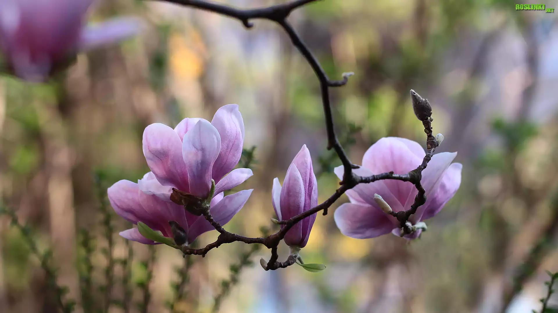 Różowa, Magnolia, Kwiaty, Gałązka