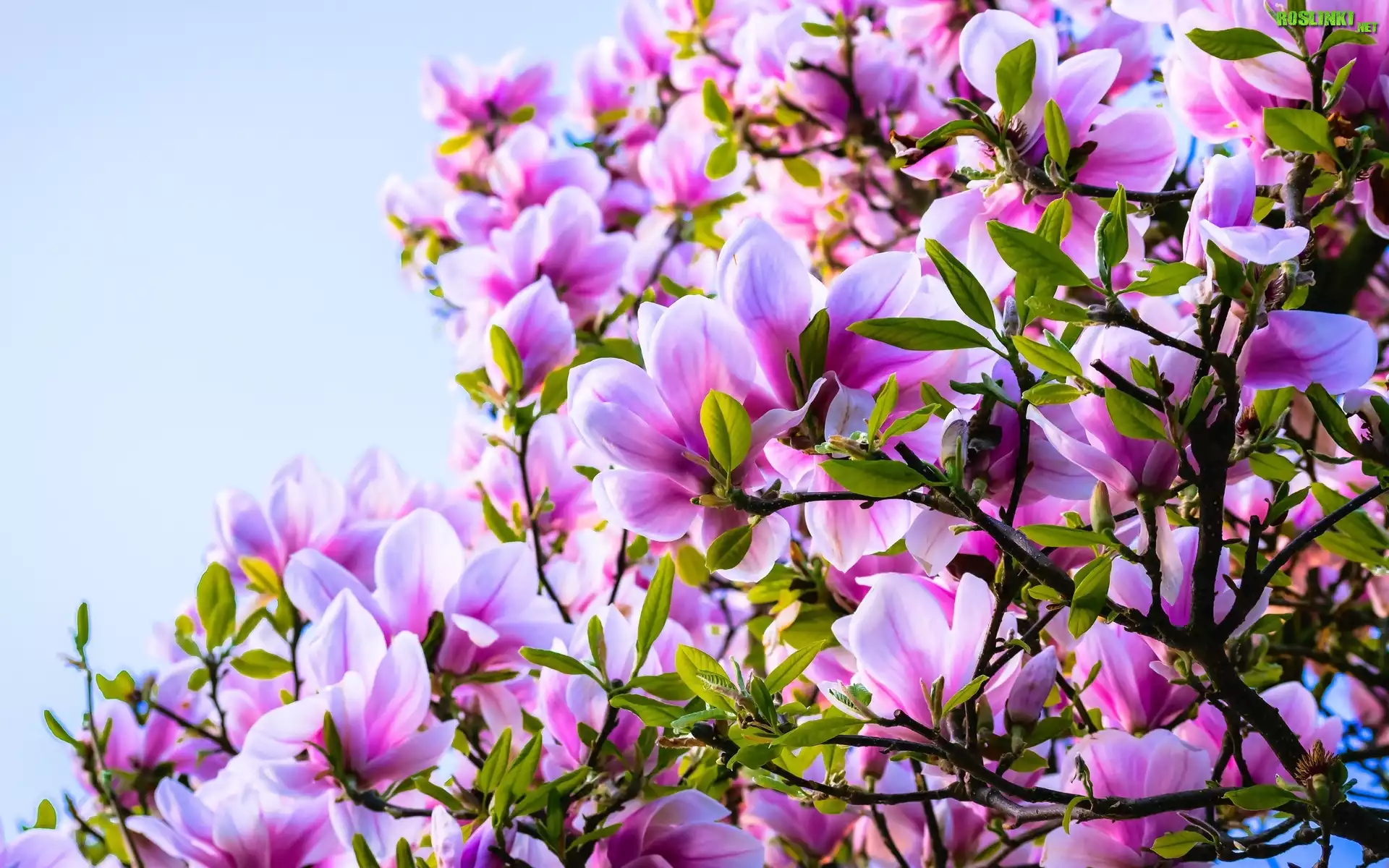 Wiosna, Różowa, Magnolia