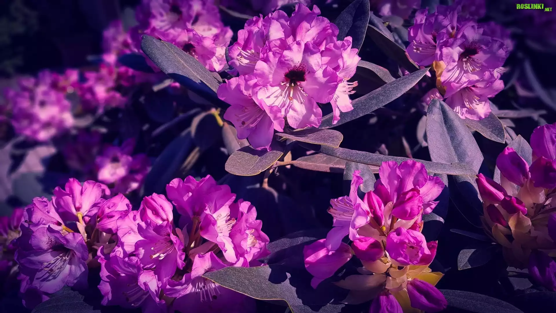 Różowe, Kwiaty, Rododendron, Różanecznik