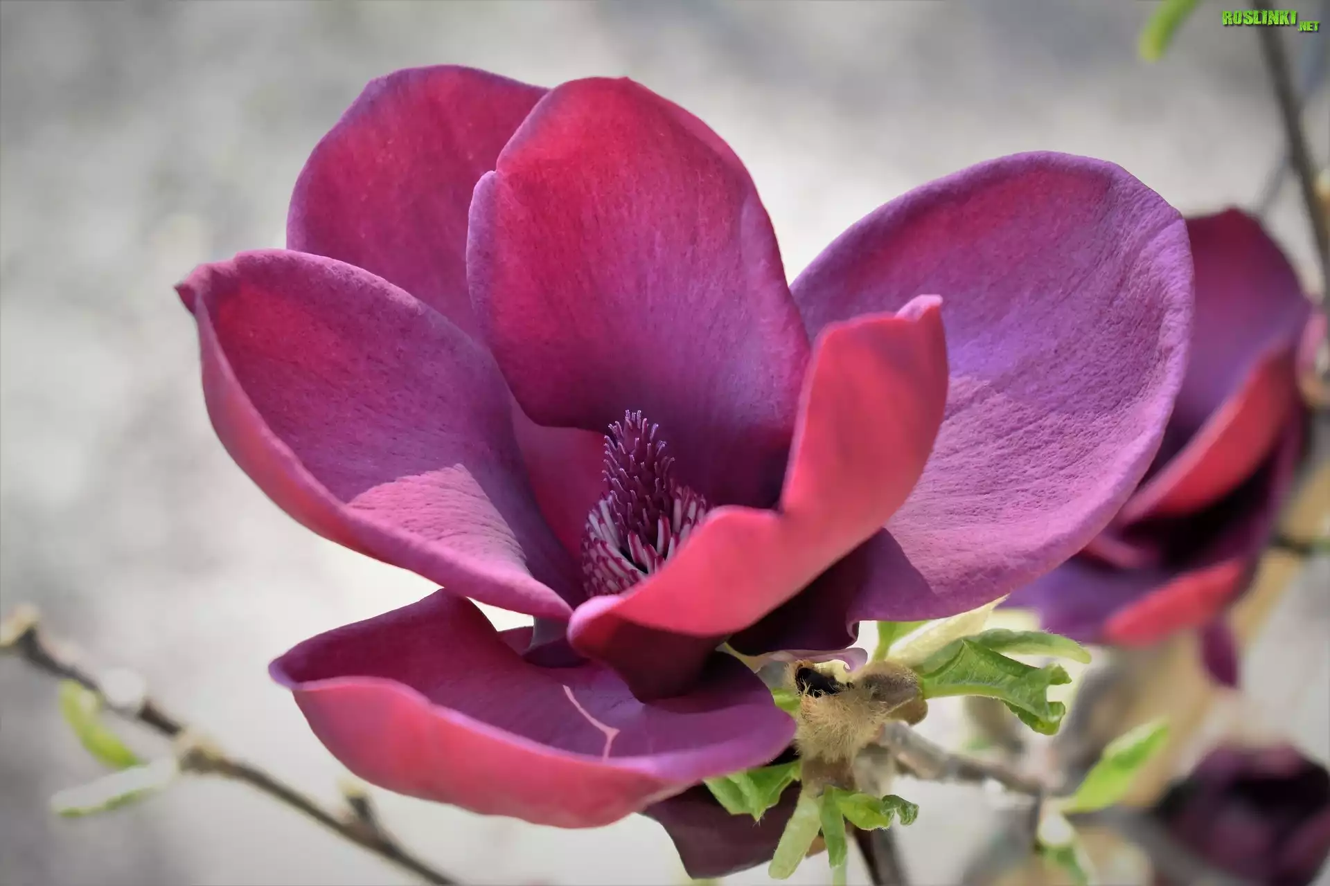 Różowy, Kwiat, Rozwinięta, Magnolia