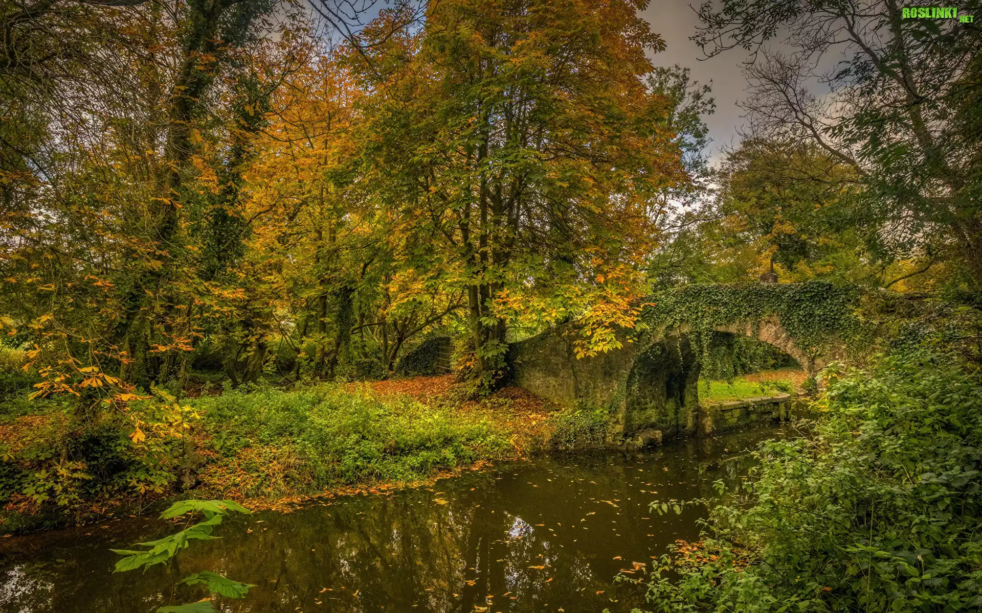 Rzeka, Kamienny, Most, Bluszcz, Drzewa