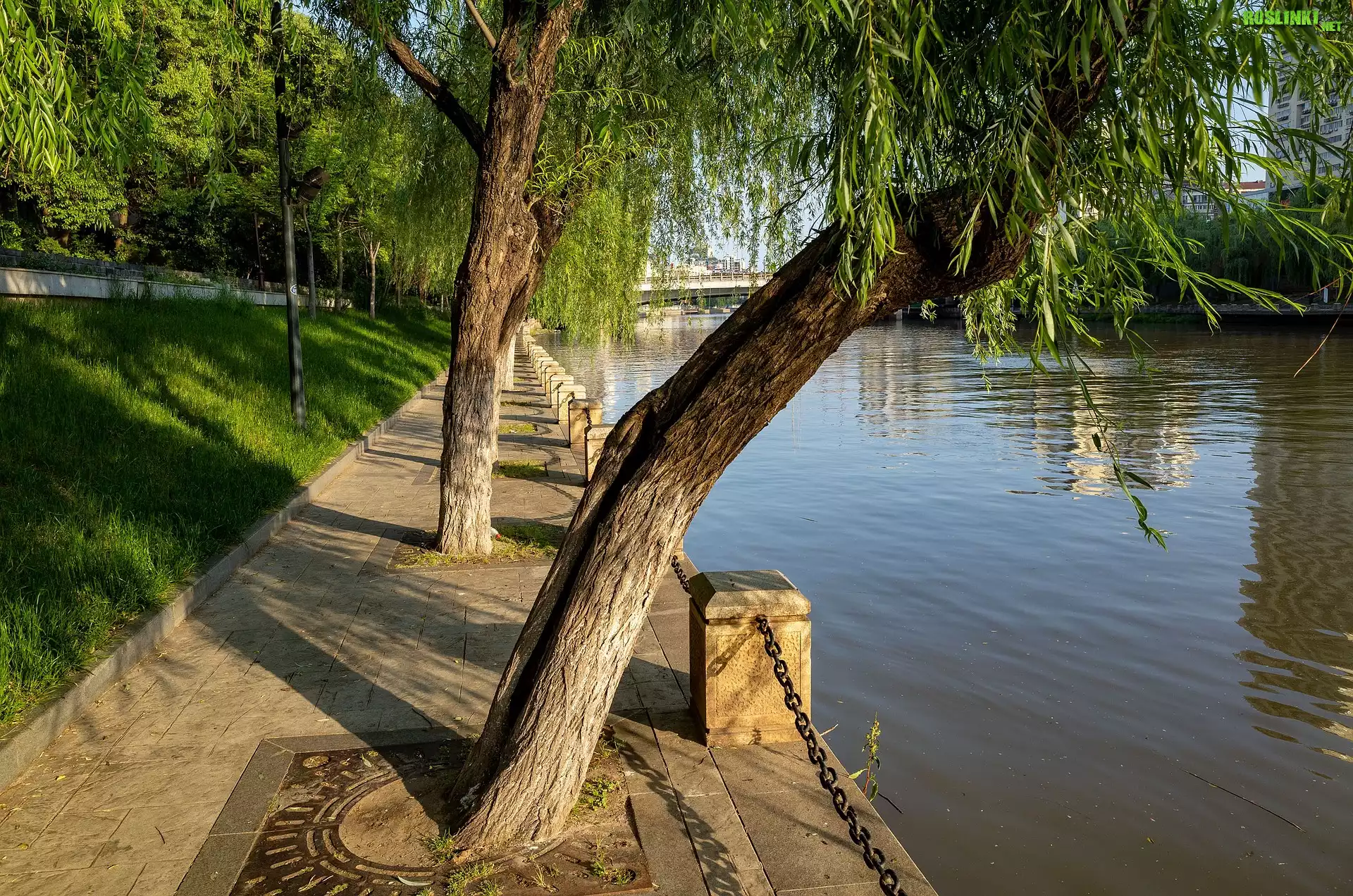 Rzeka, Drzewa, Bulwar