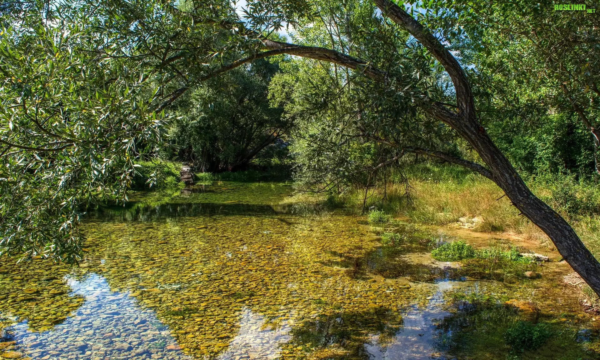 Chorwacja, Rzeka Cetina, Drzewa, Pochylone, Drzewo, Kamienie