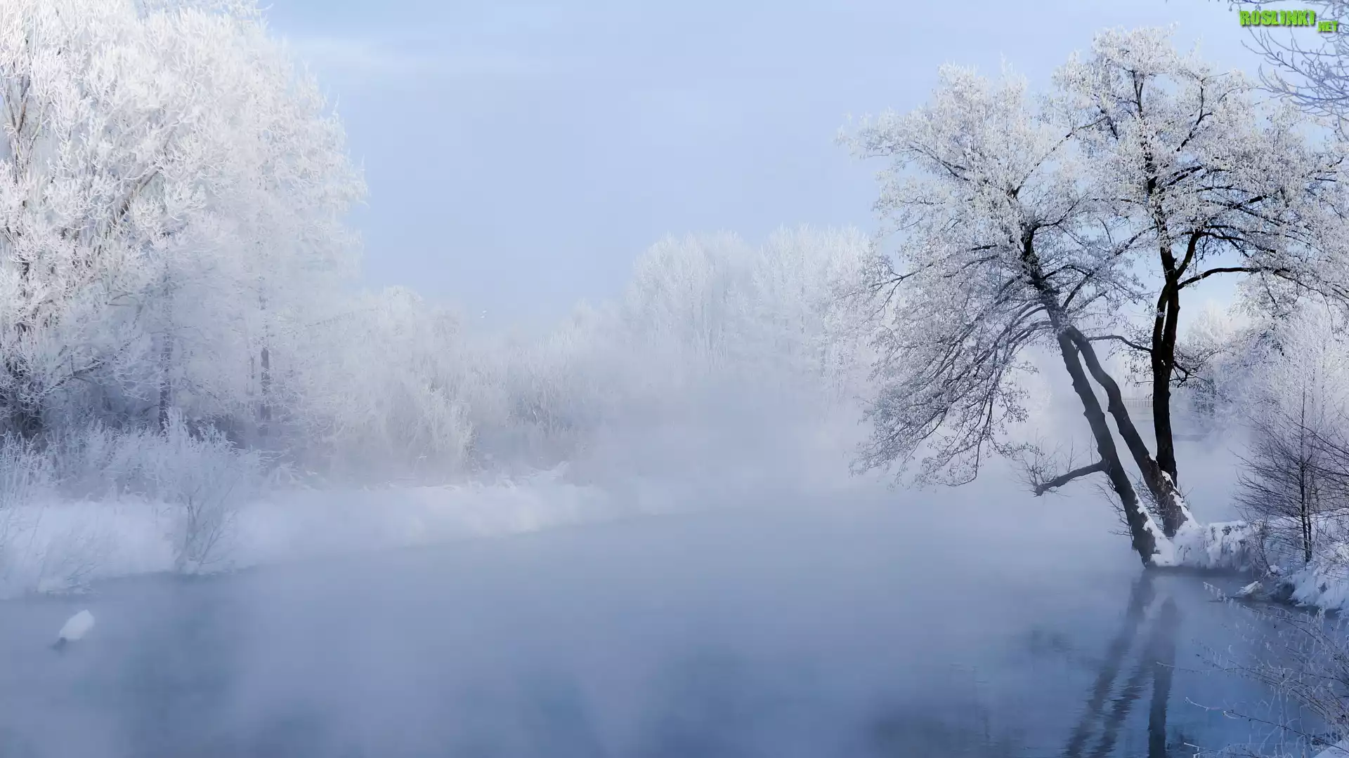 Rzeka, Mgła, Ośnieżone, Drzewa, Zima
