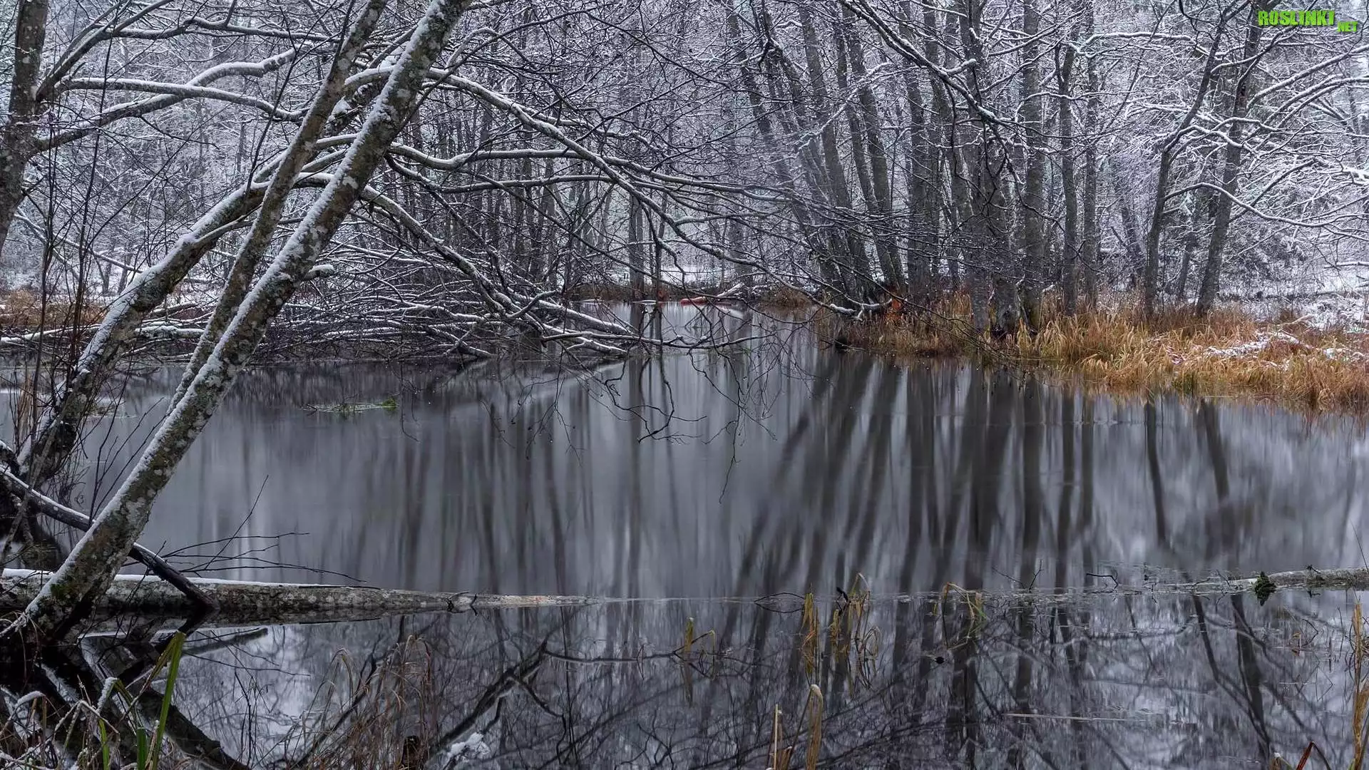 Rzeka, Ośnieżone, Drzewa, Trawa