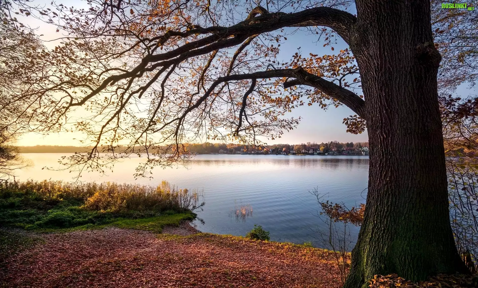 Rzeka, Drzewo, Gałęzie, Liście