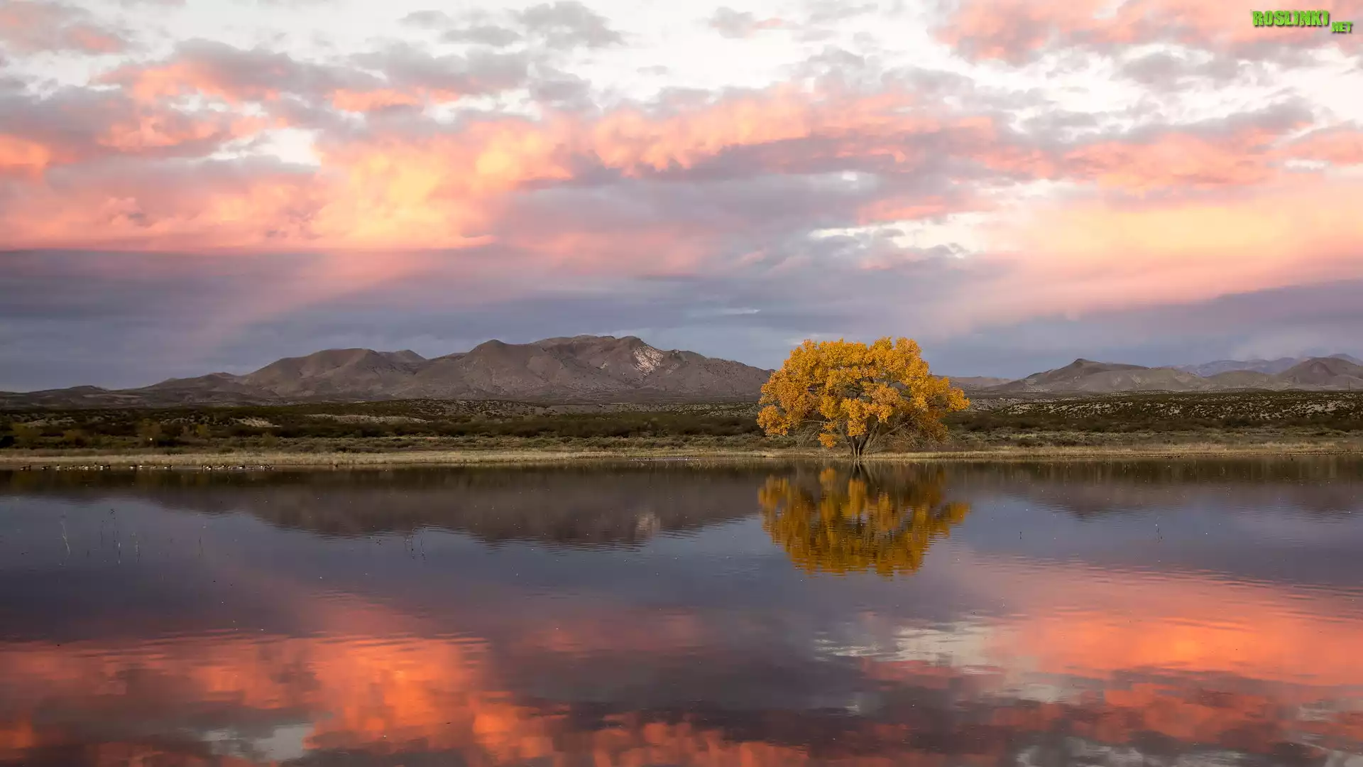 Rzeka Rio Grande, Jesień, Drzewo, Topola kanadyjska, Rezerwat przyrody, Bosque Del Apache, Góry, Wschód słońca, Nowy Meksyk, Stany Zjednoczone