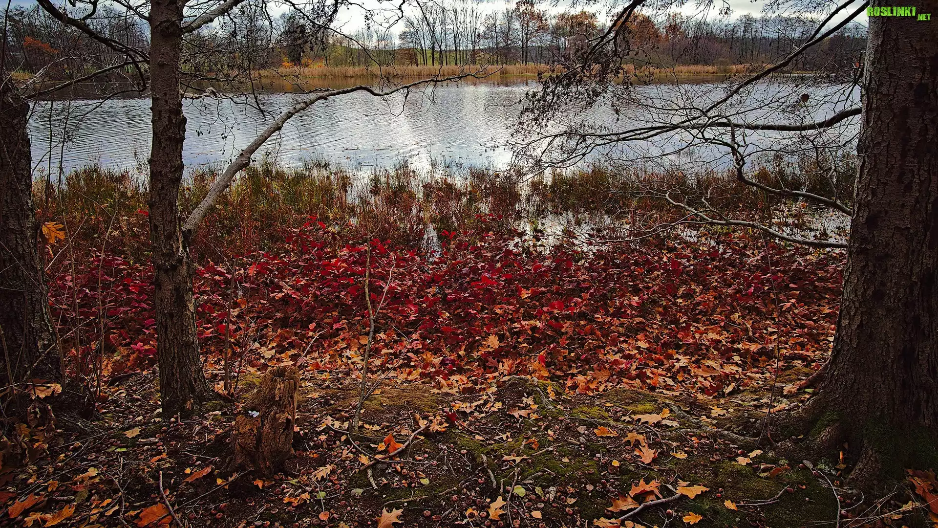 Rzeka, Drzewa, Trawa, Kolorowe, Liście