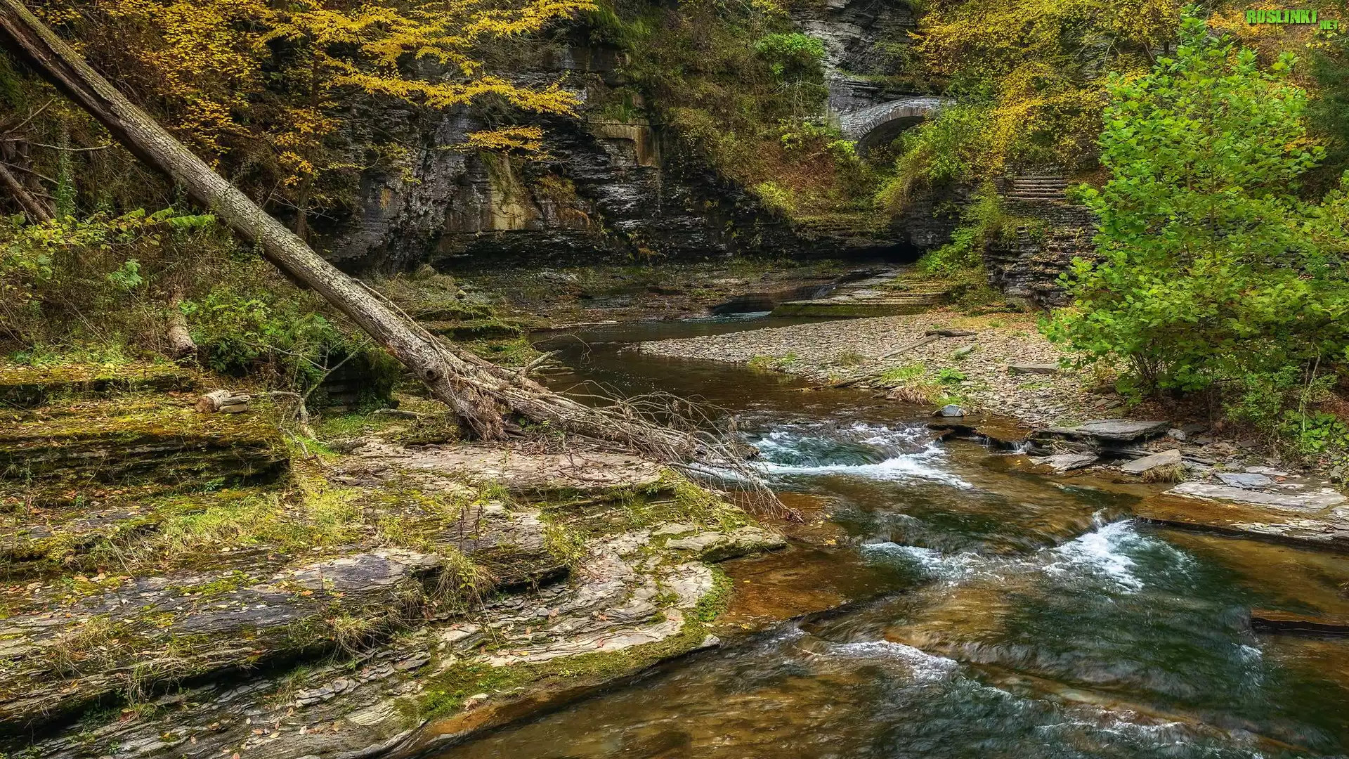 Rzeka, Skały, Rośliny, Powalone, Drzewo