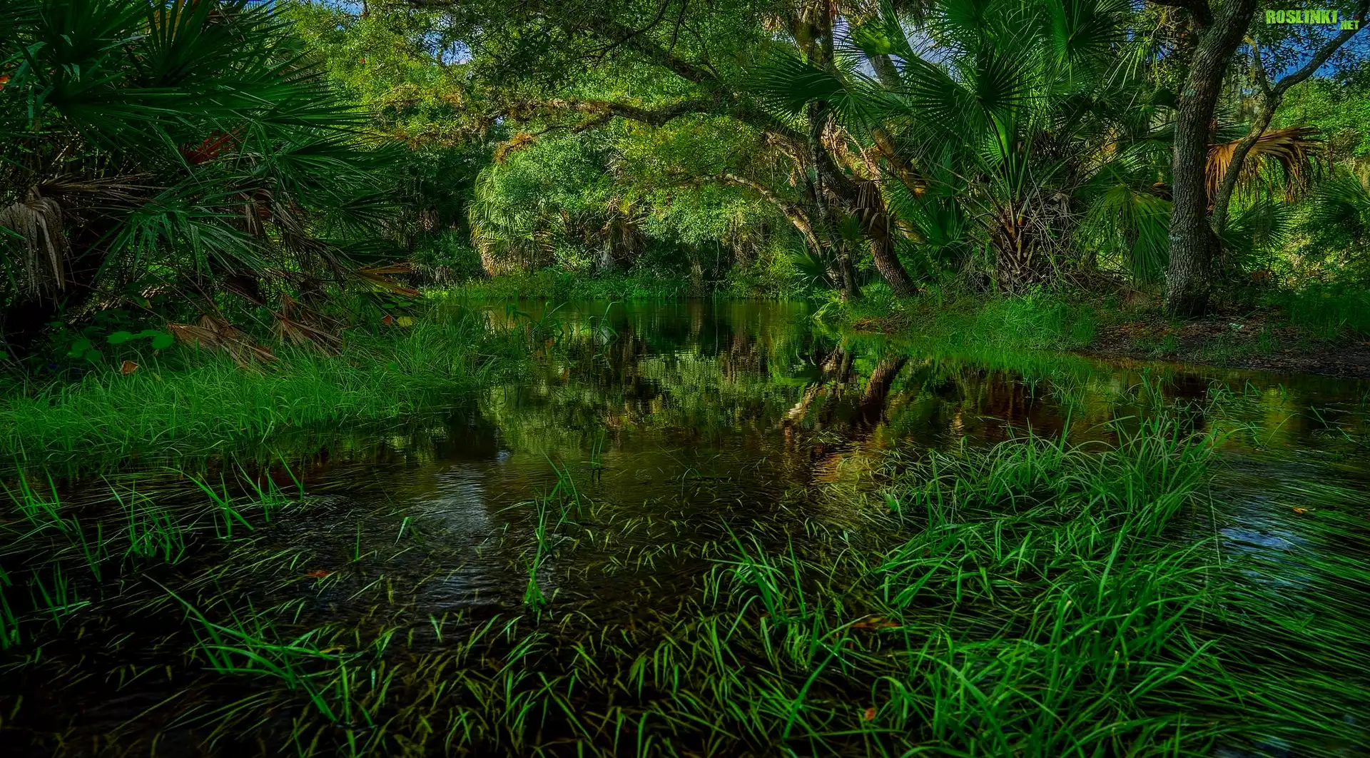 Rzeka Myakka River, Park stanowy Myakka River, Stan Floryda, Stany Zjednoczone, Drzewa, Las, Rośliny, Trawa